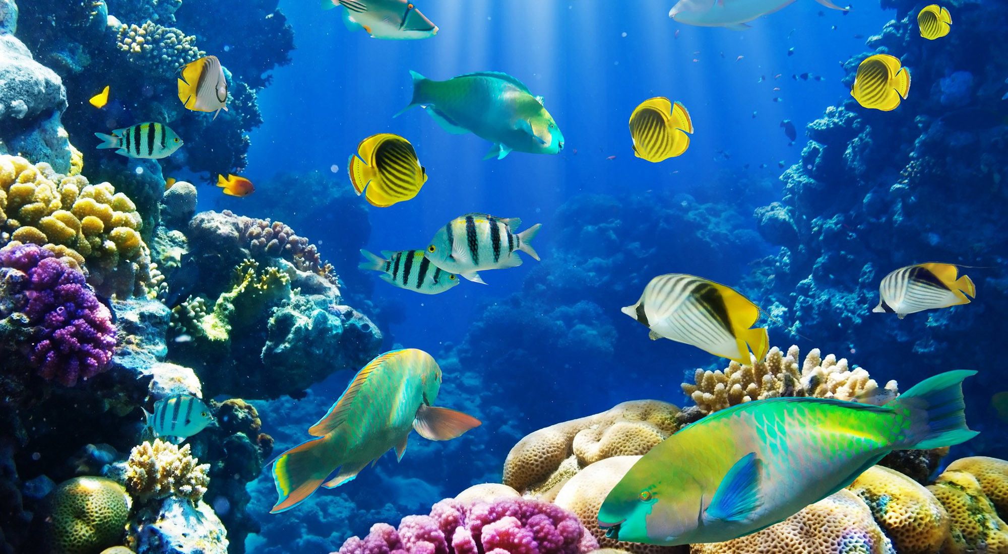 Ocean Fish Wallpapers Wallpaper Cave