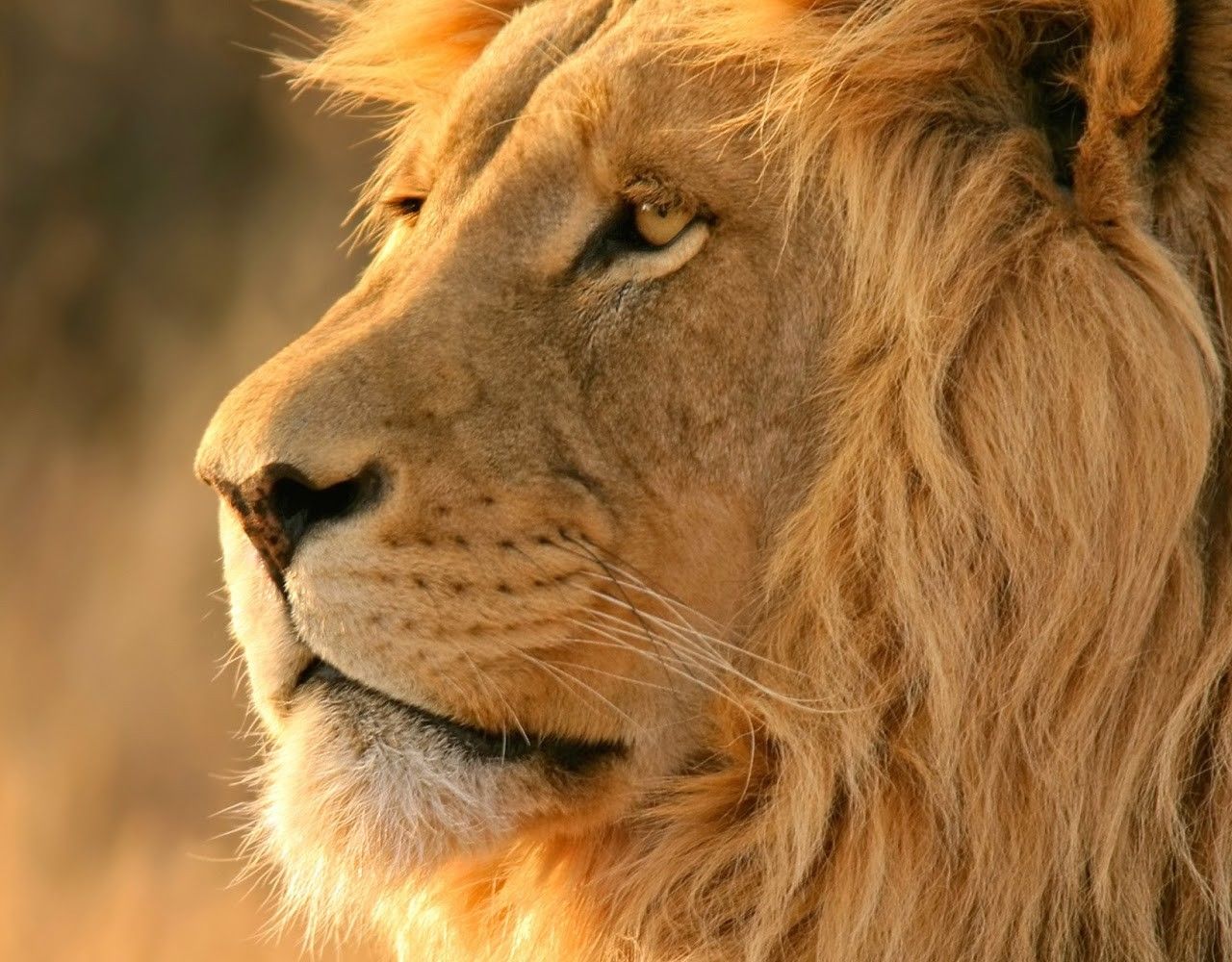 African Lion Wallpapers Wallpaper Cave