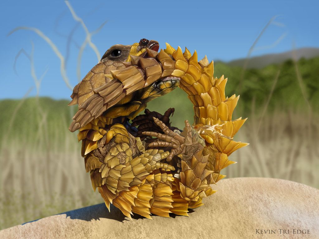 Dragon Armadillo Lizard Wallpapers Wallpaper Cave