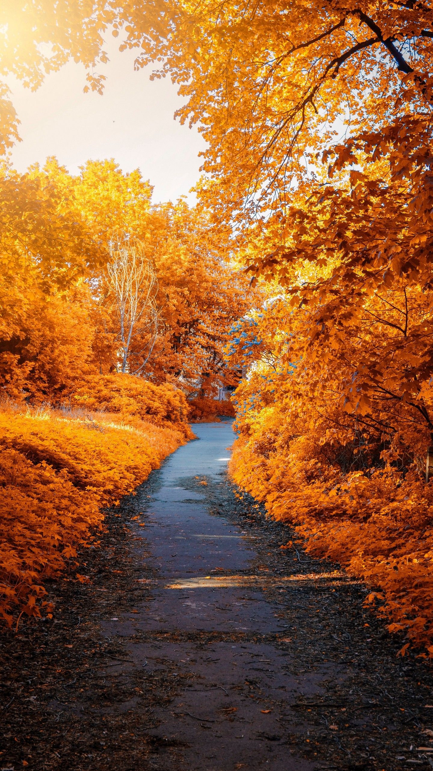Autumn For Android Wallpapers Wallpaper Cave