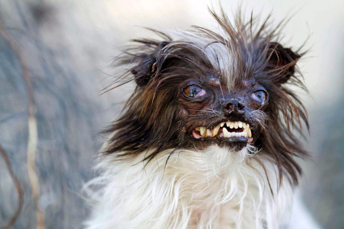 Ugly Dogs Wallpapers Wallpaper Cave