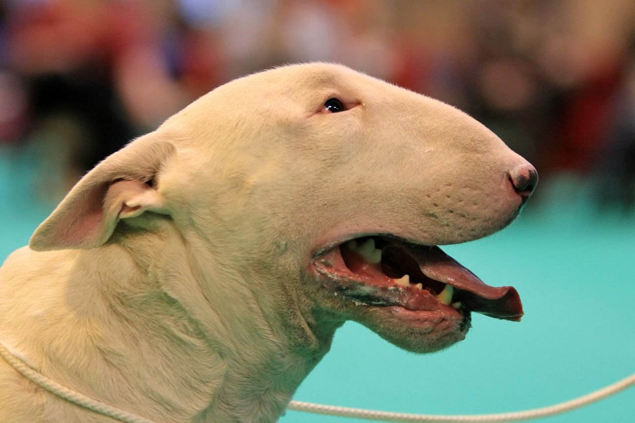 Ugly Dogs Wallpapers Wallpaper Cave