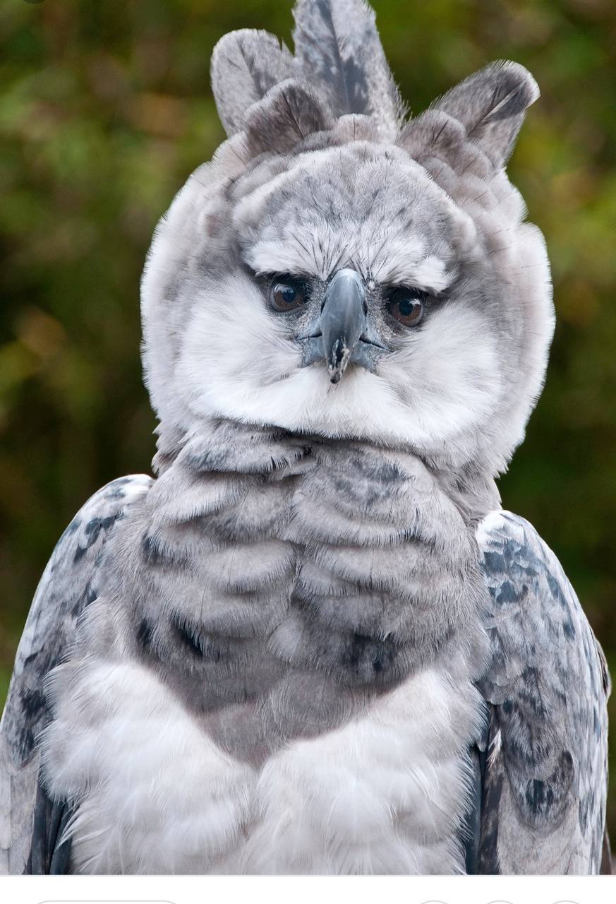Harpy Eagle Wallpapers Wallpaper Cave