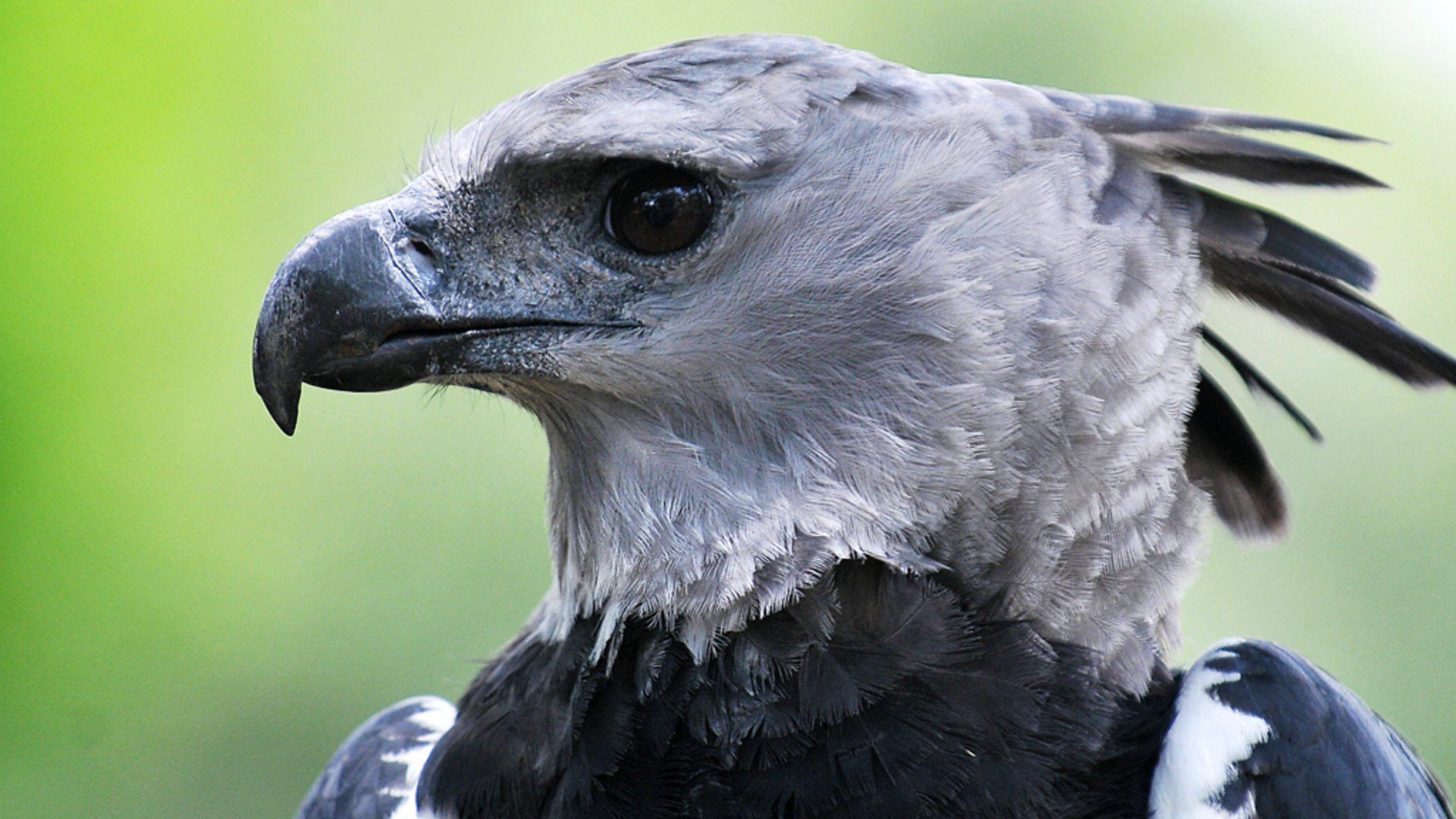 Harpy Eagle Wallpapers Wallpaper Cave