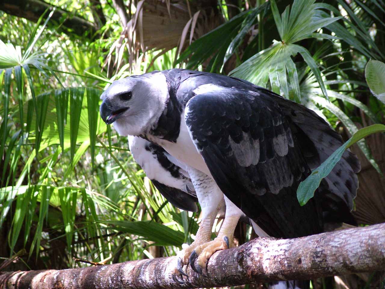 Harpy Eagle Wallpapers Wallpaper Cave