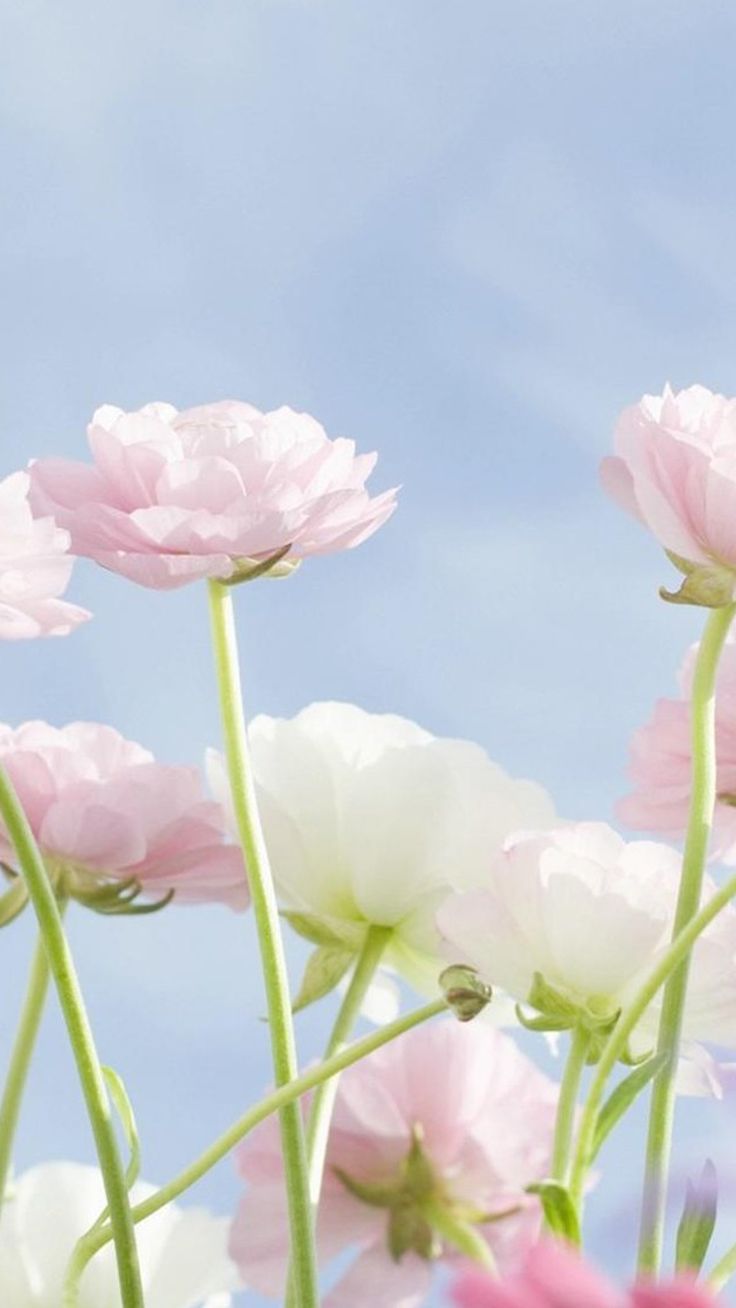 iPhone Flower HD 4k Wallpapers Wallpaper Cave