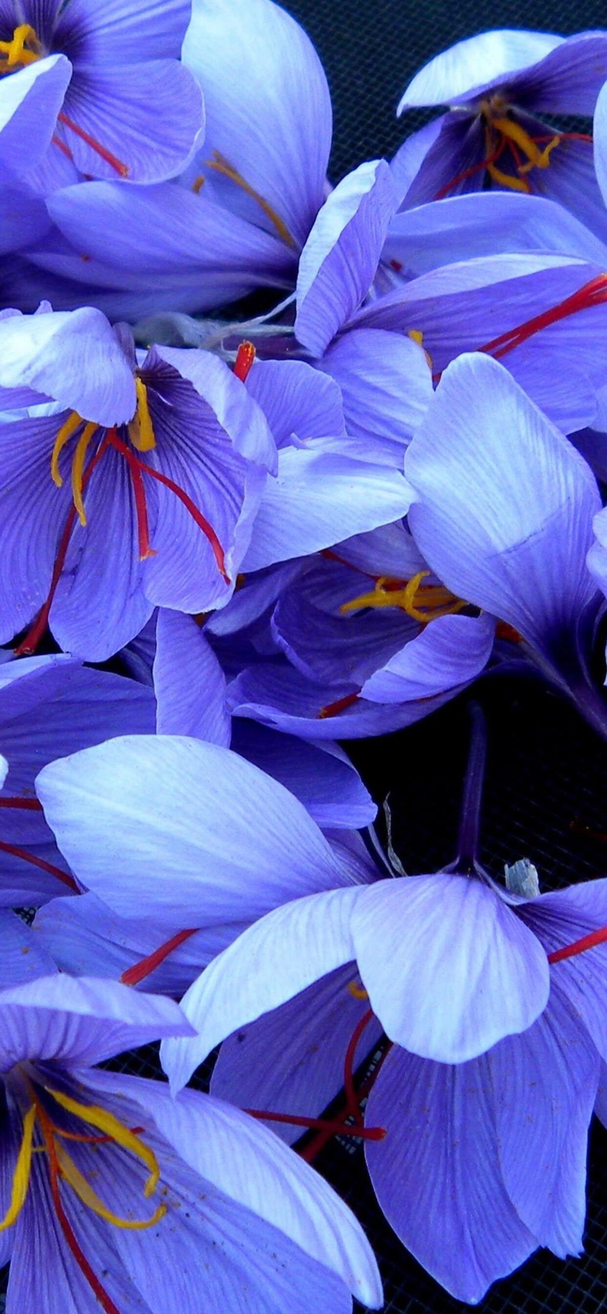 iPhone Flower HD 4k Wallpapers Wallpaper Cave