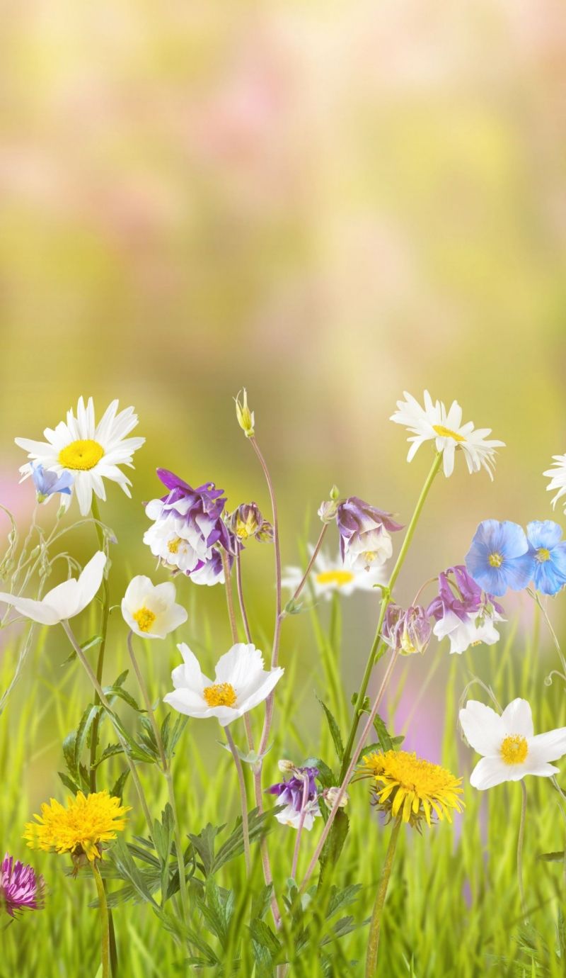 4k Flower For iPhone Wallpapers Wallpaper Cave