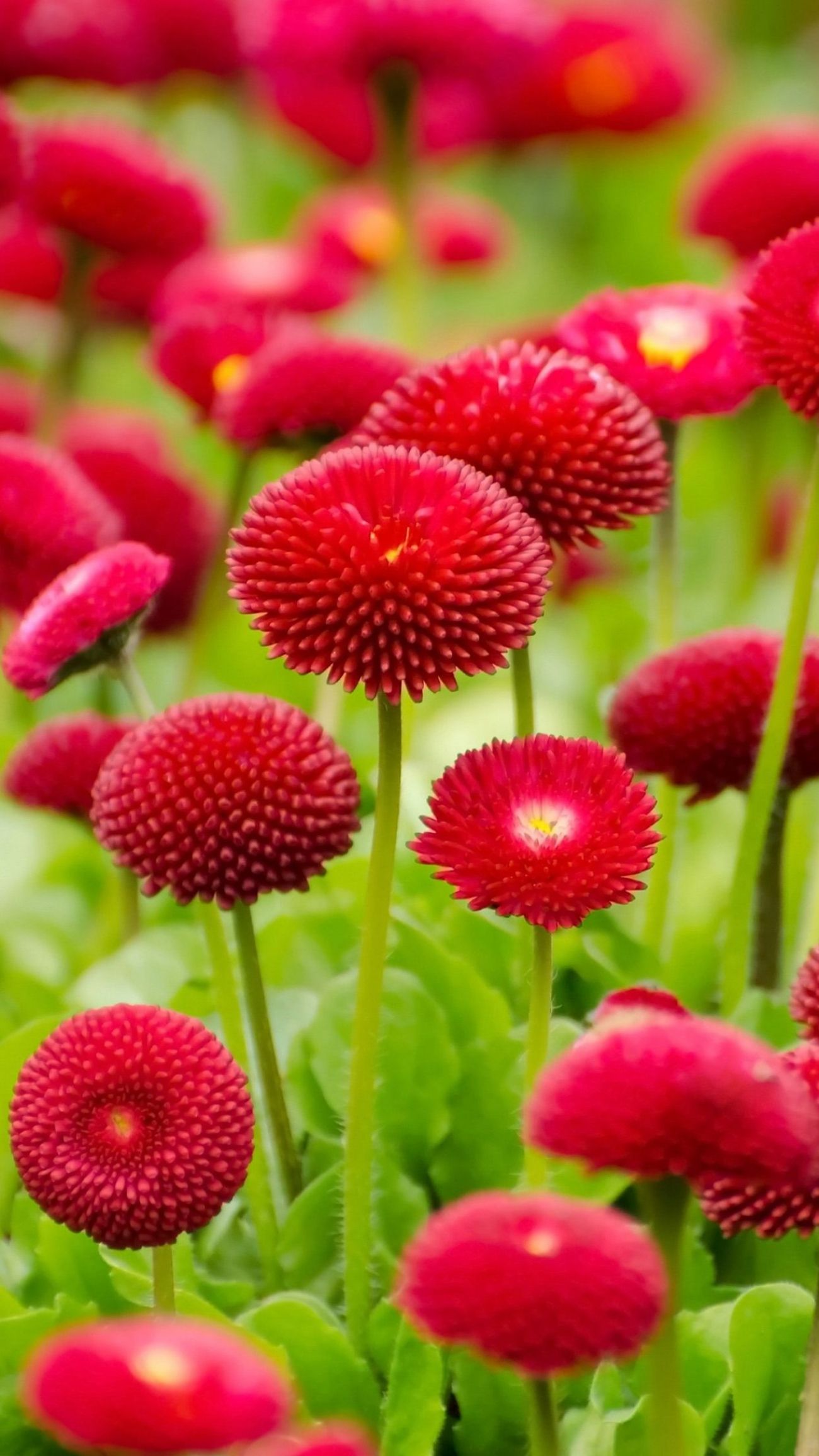 iPhone Flower HD 4k Wallpapers Wallpaper Cave