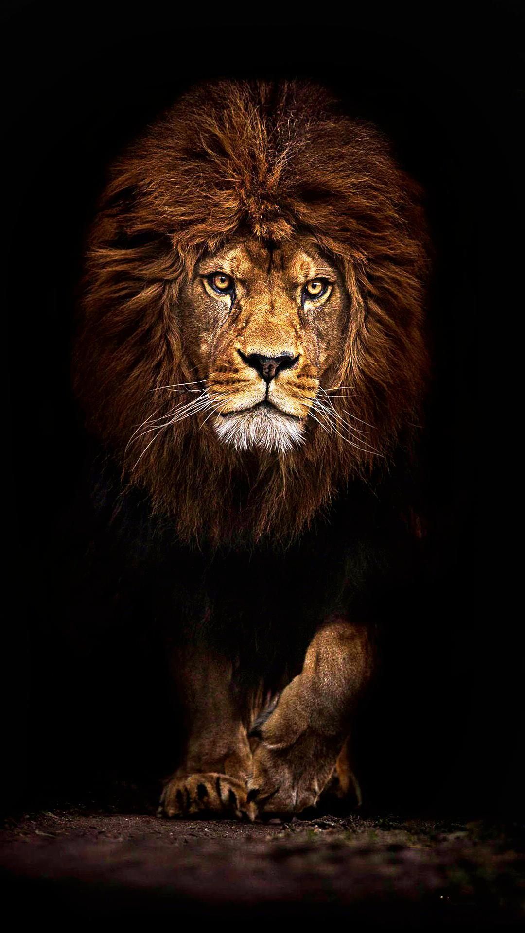 Lion Phone Wallpapers Wallpaper Cave