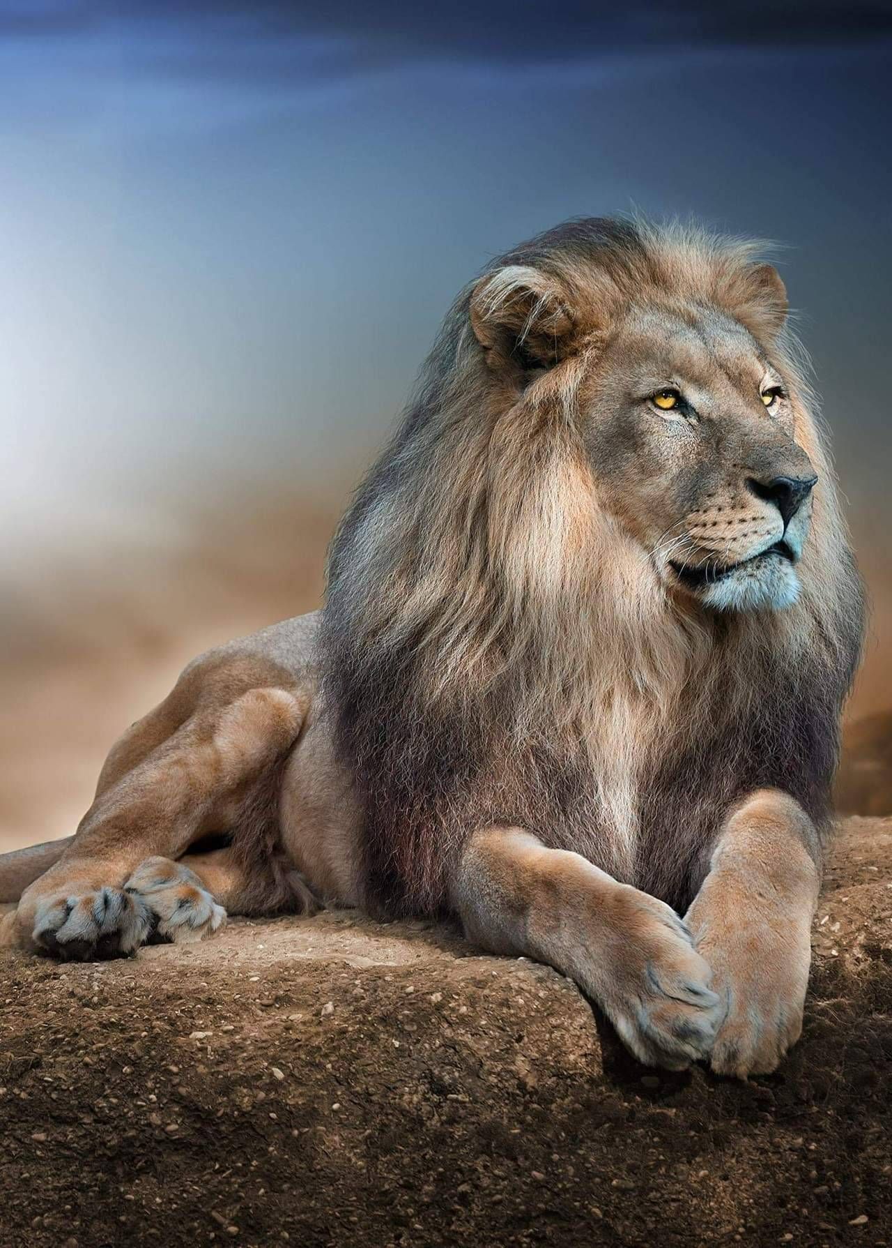 Lion Phone Wallpapers Wallpaper Cave