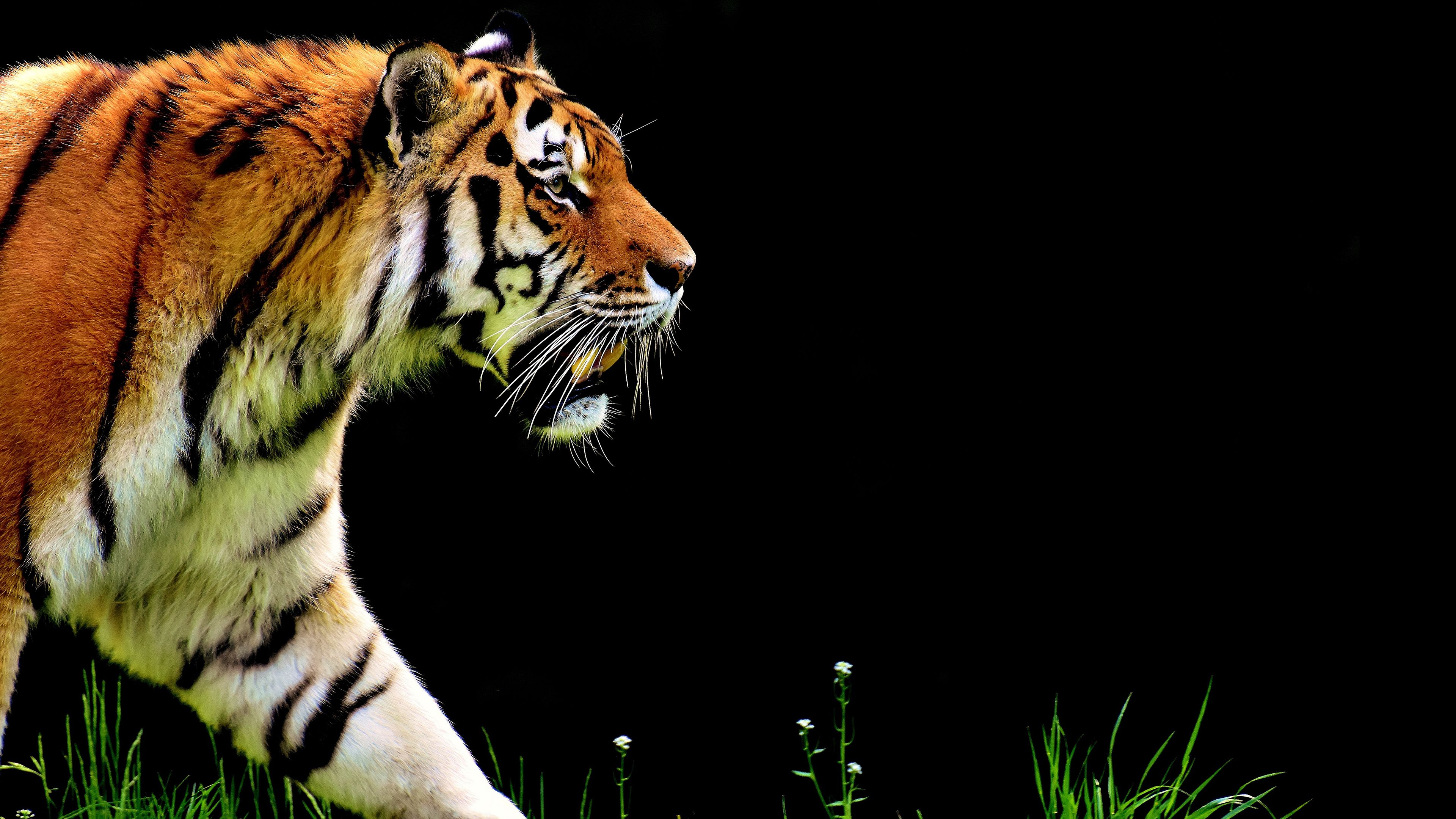 Colored Tiger Wallpapers Wallpaper Cave