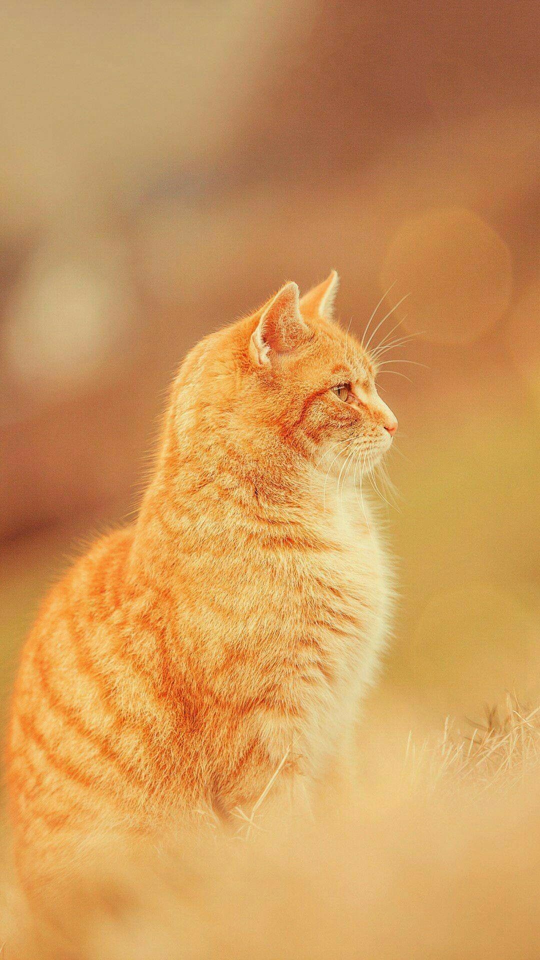 Ginger Cat Wallpapers Wallpaper Cave