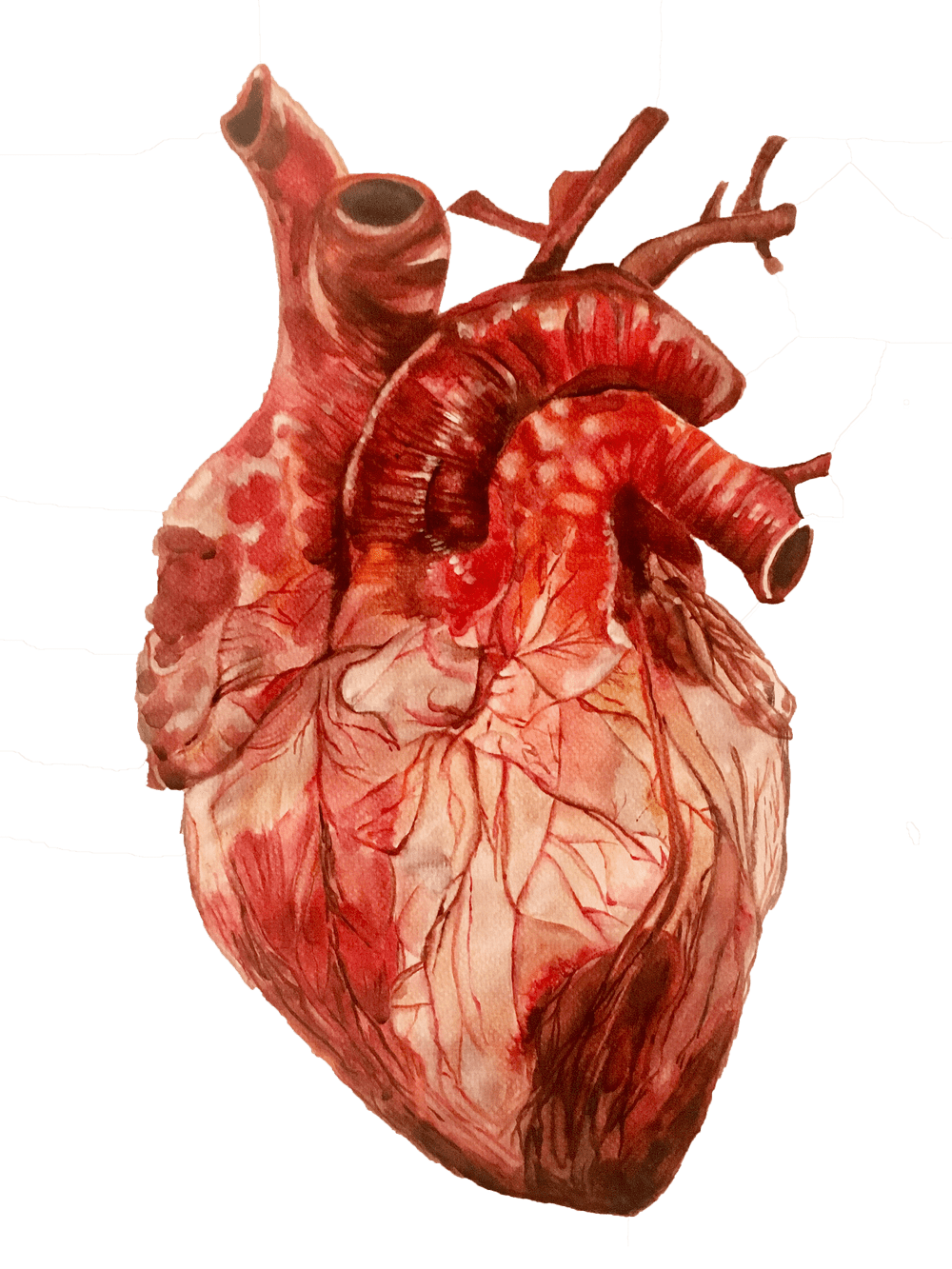 Heart Anatomy Wallpapers Wallpaper Cave