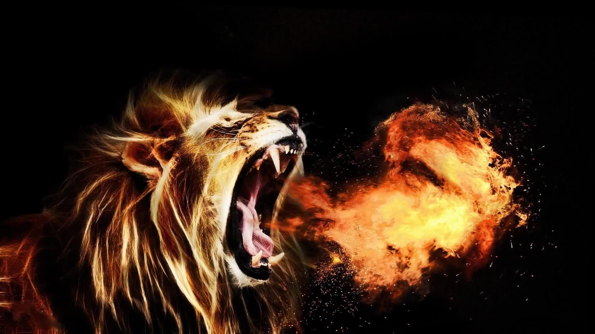 Lion Fire Wallpapers Wallpaper Cave