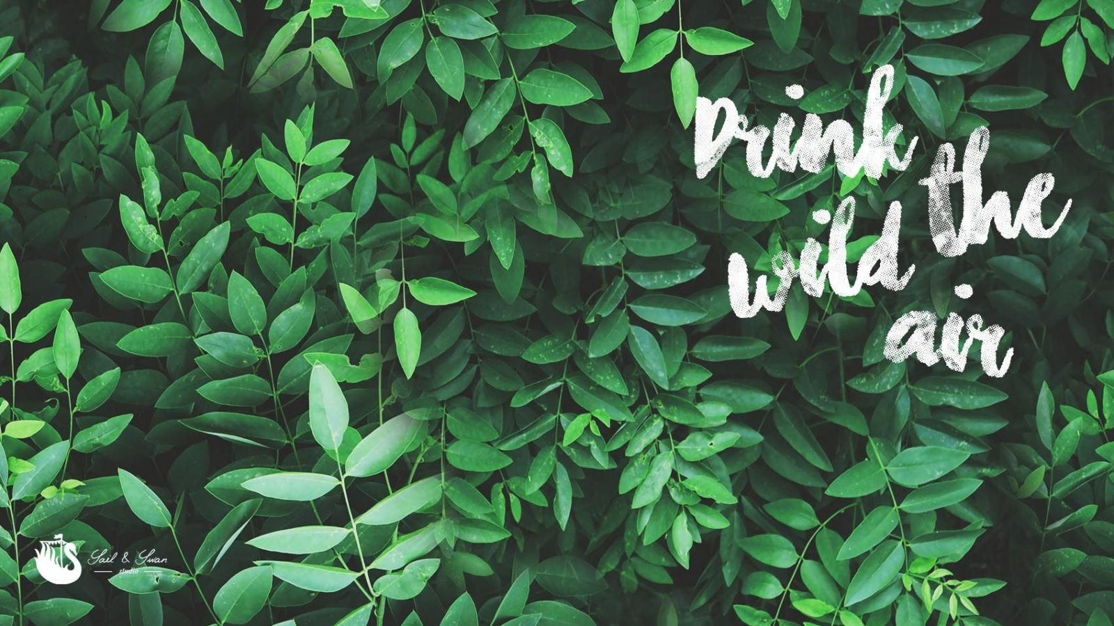 Leaf Aesthetics Wallpapers Wallpaper Cave