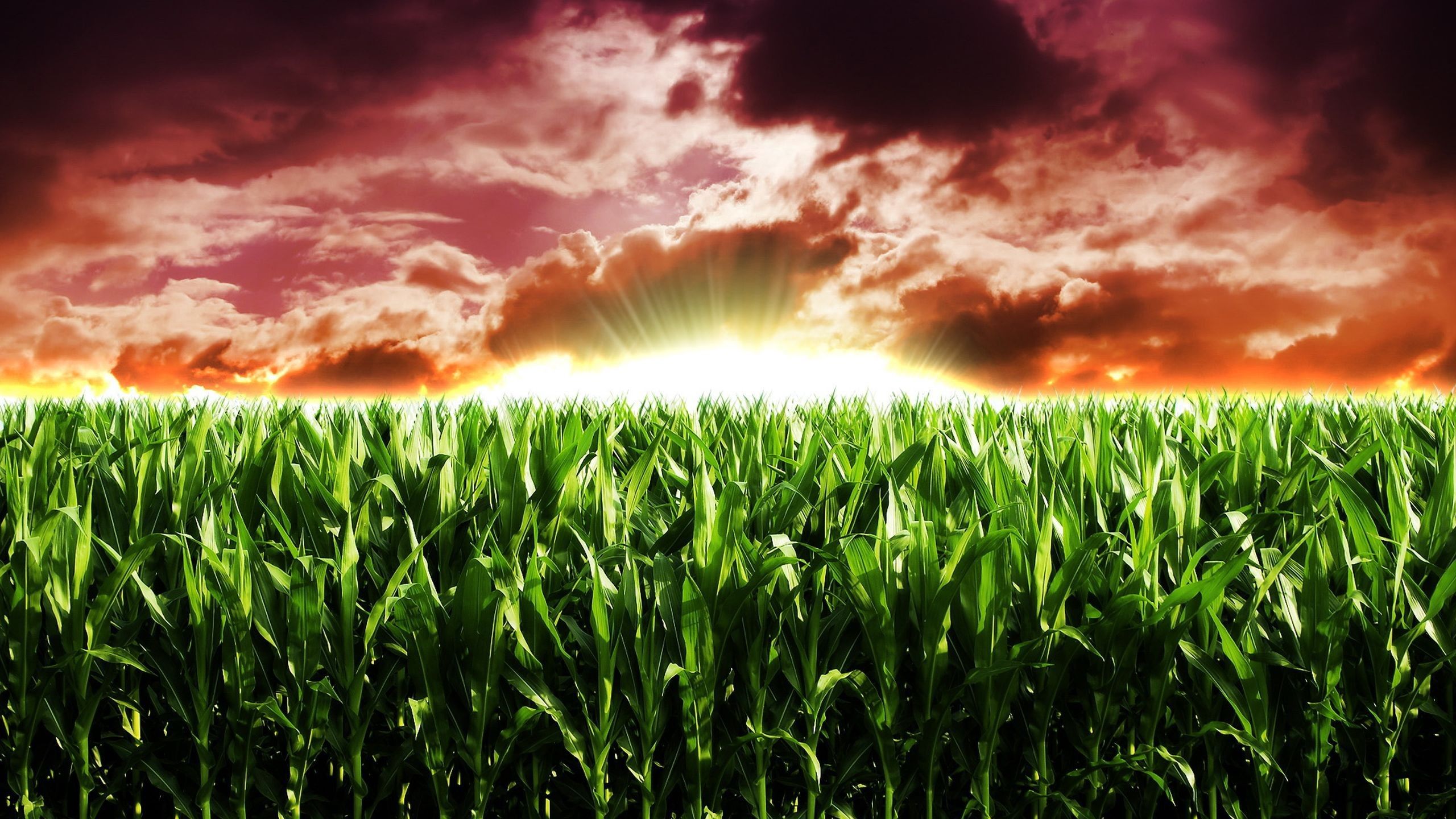Corn Field Wallpapers Wallpaper Cave