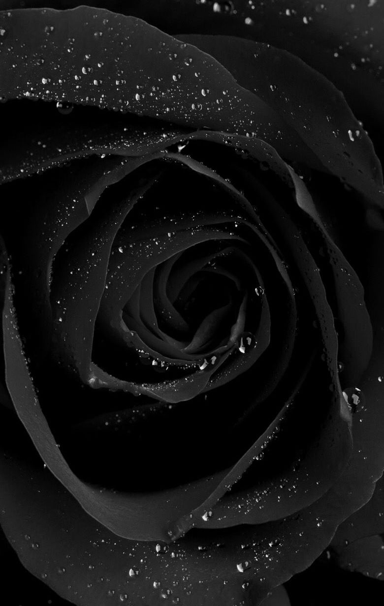 Black Rose HD iPhone Wallpapers Wallpaper Cave