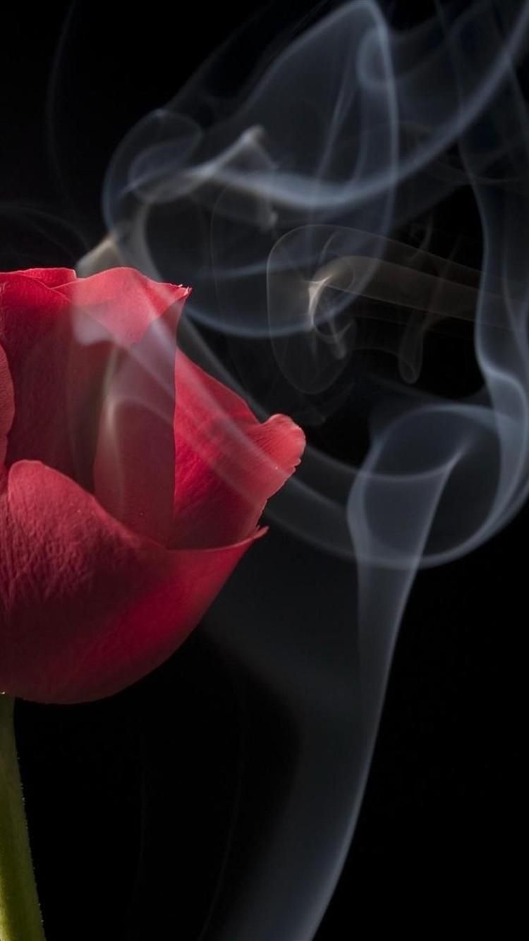 Black Rose HD iPhone Wallpapers Wallpaper Cave
