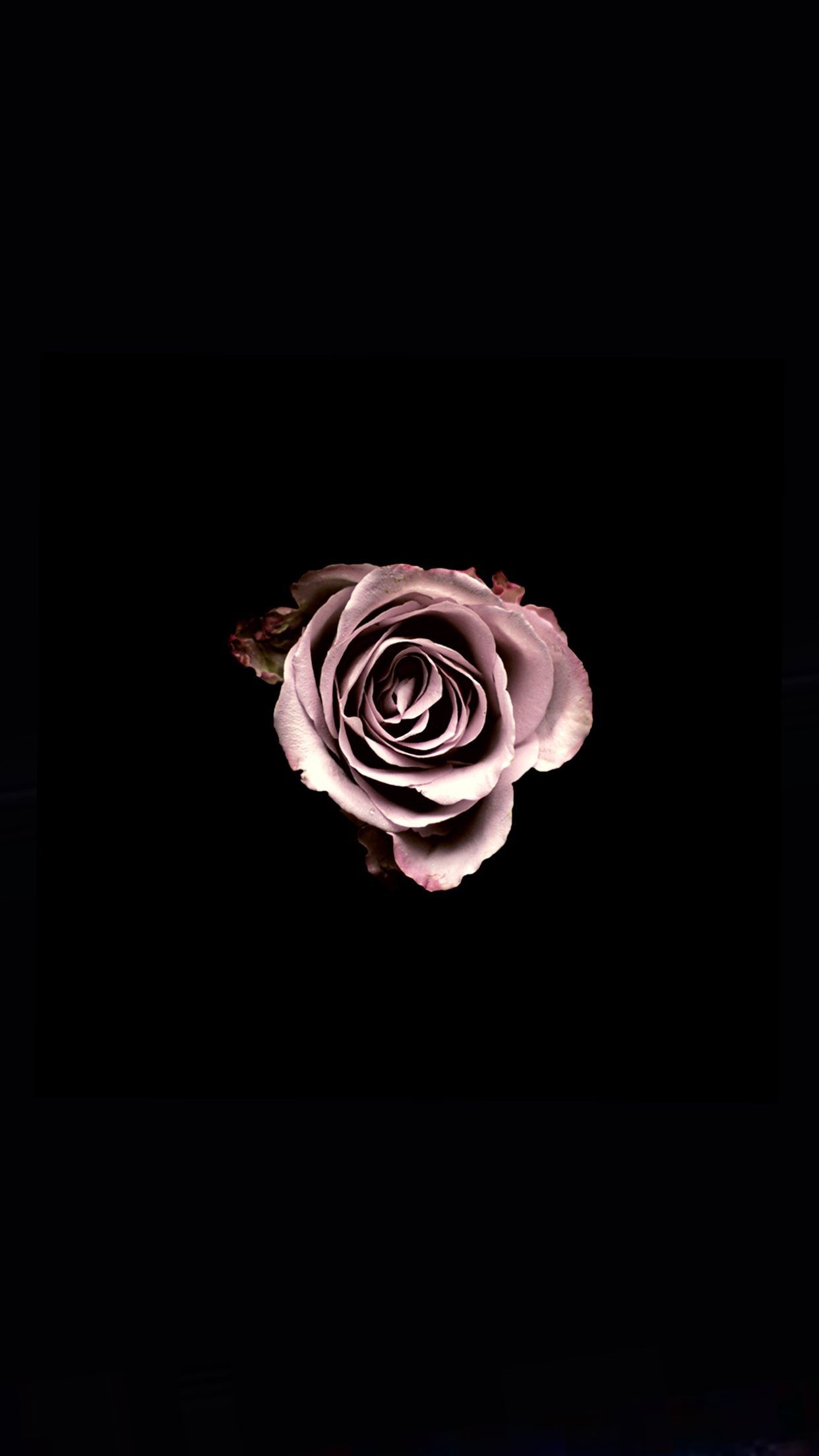 Black Rose HD iPhone Wallpapers Wallpaper Cave