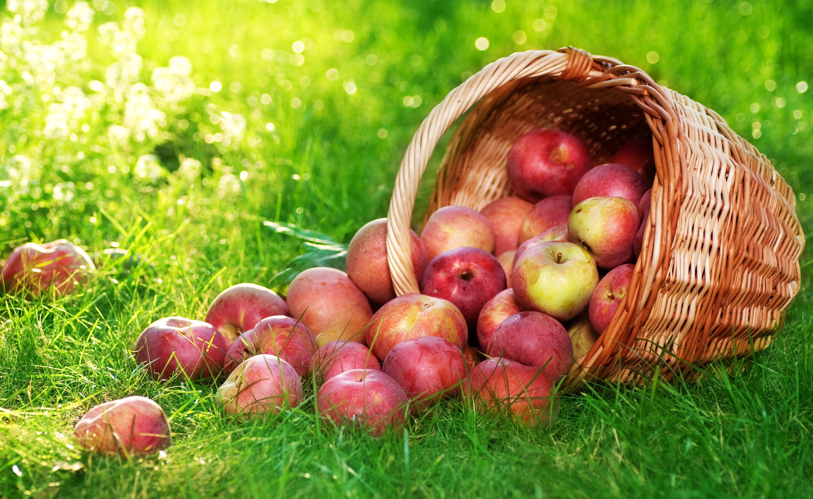 Fruit Apple Wallpapers Wallpaper Cave