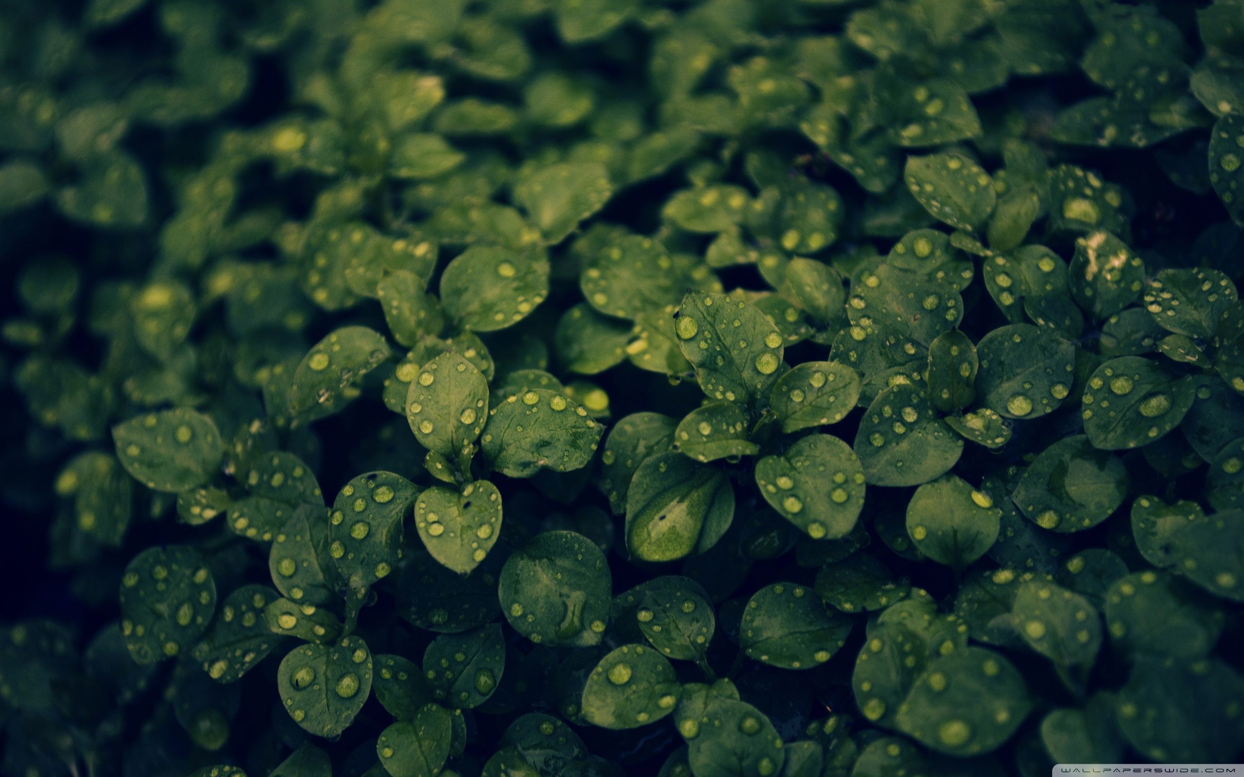 Green Plants Wallpaper