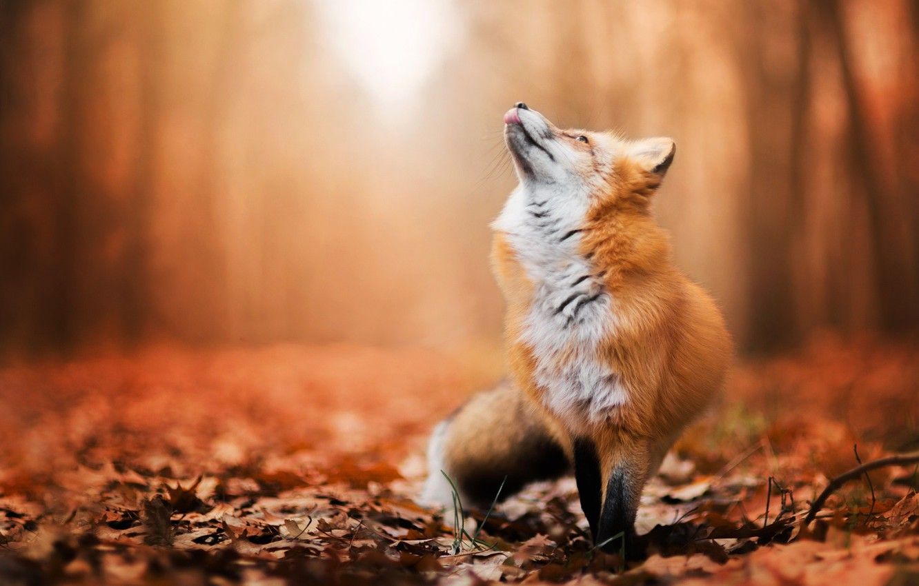 Fox In Autumn Wallpapers Wallpaper Cave