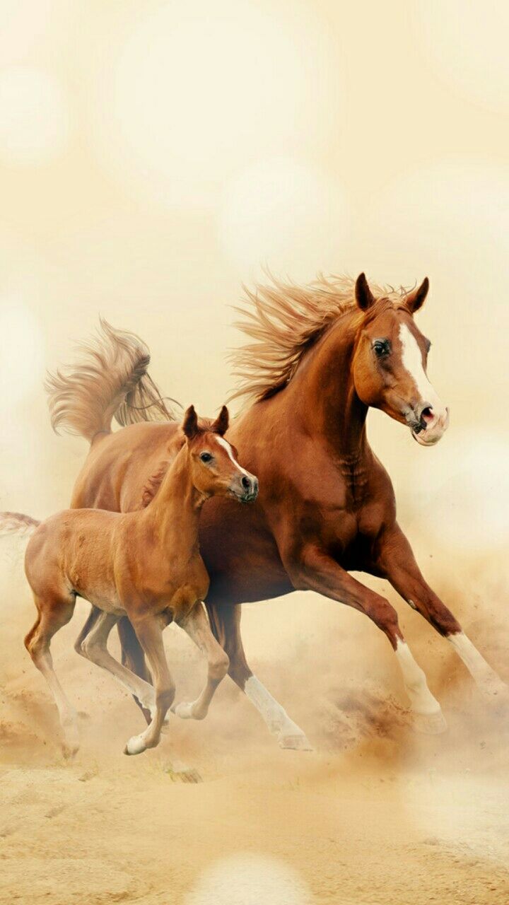 Cute Horses Wallpapers Wallpaper Cave