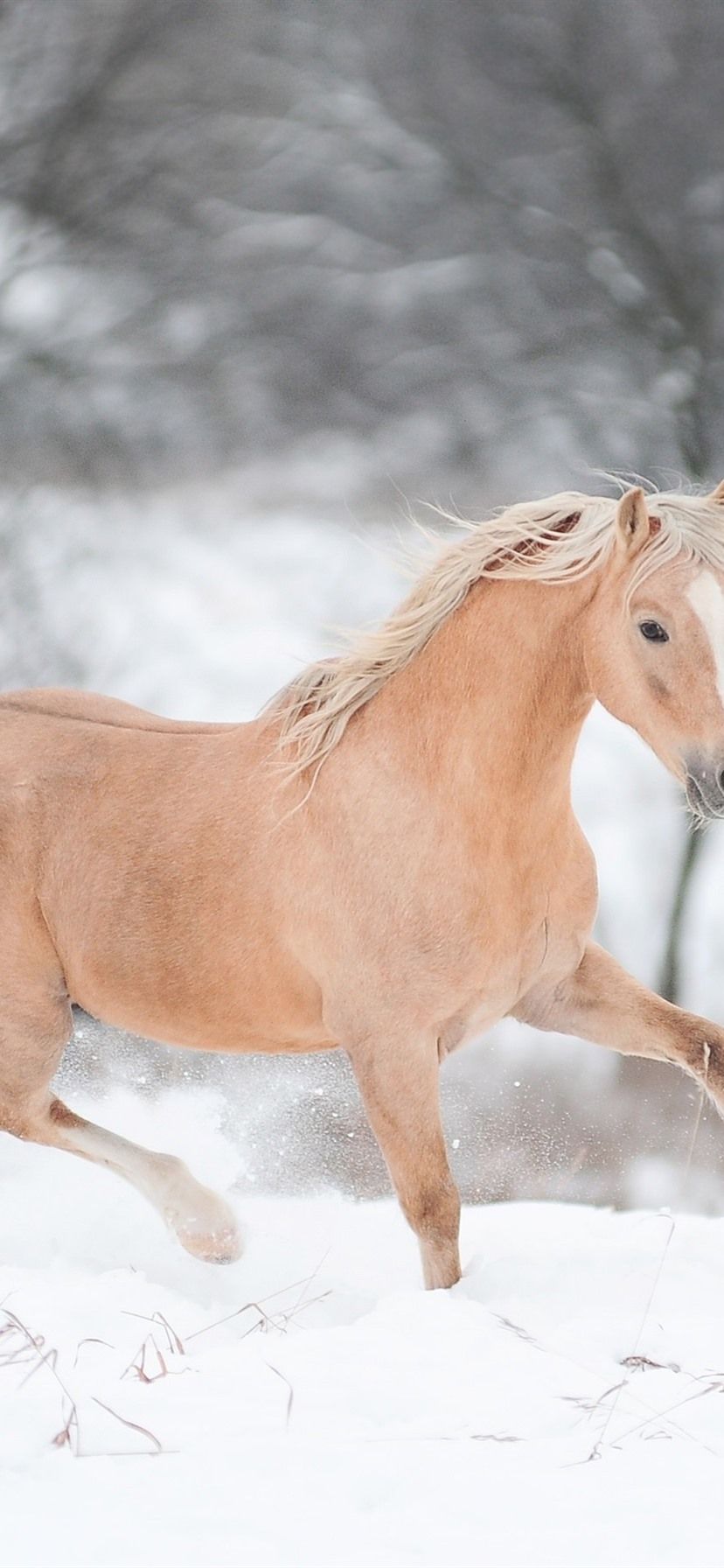 Cute Horses Wallpapers Wallpaper Cave