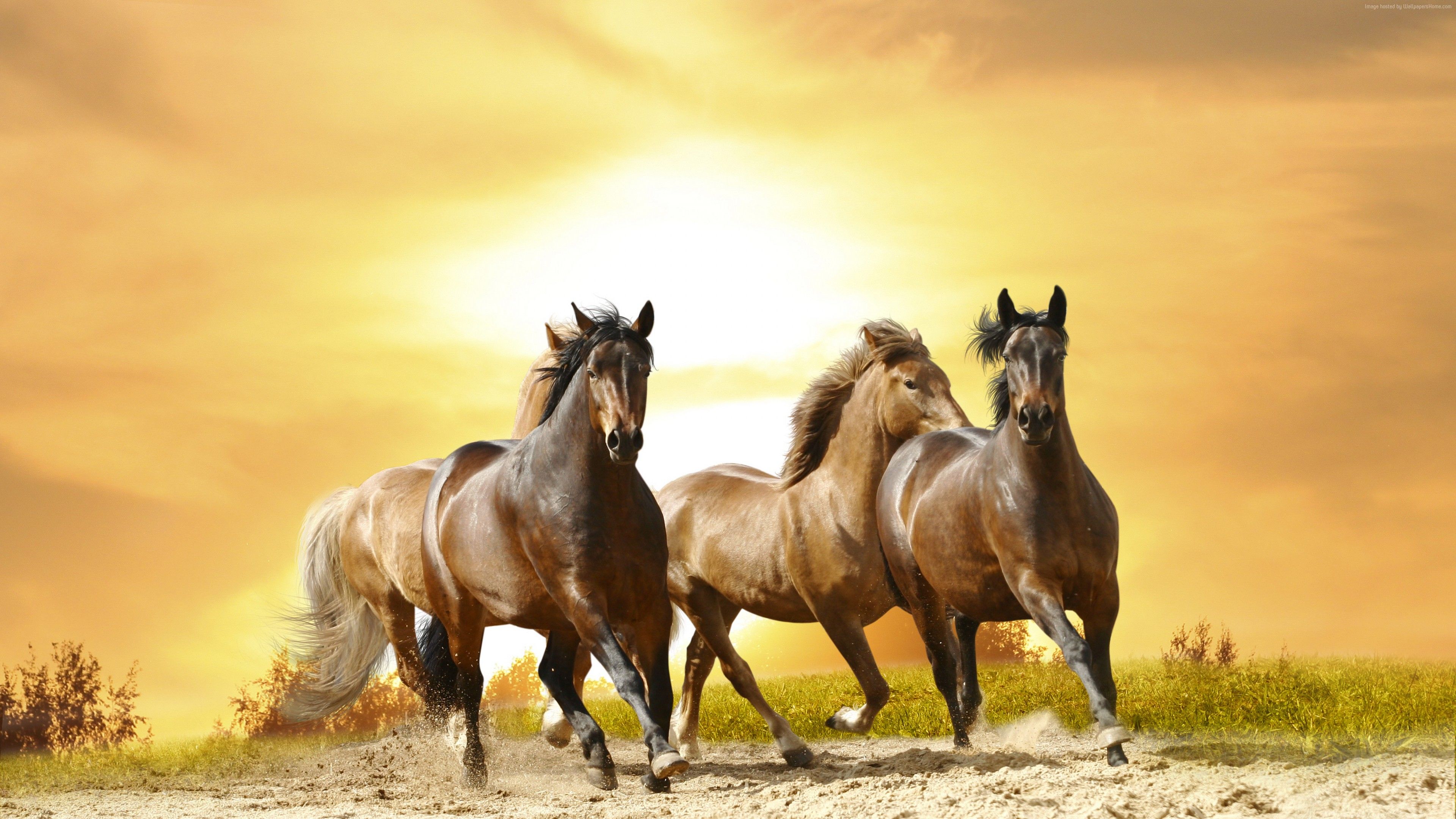 Cute Horses Wallpapers Wallpaper Cave