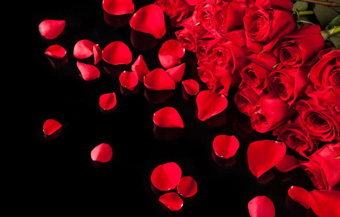 Rose Petals Wallpapers Wallpaper Cave