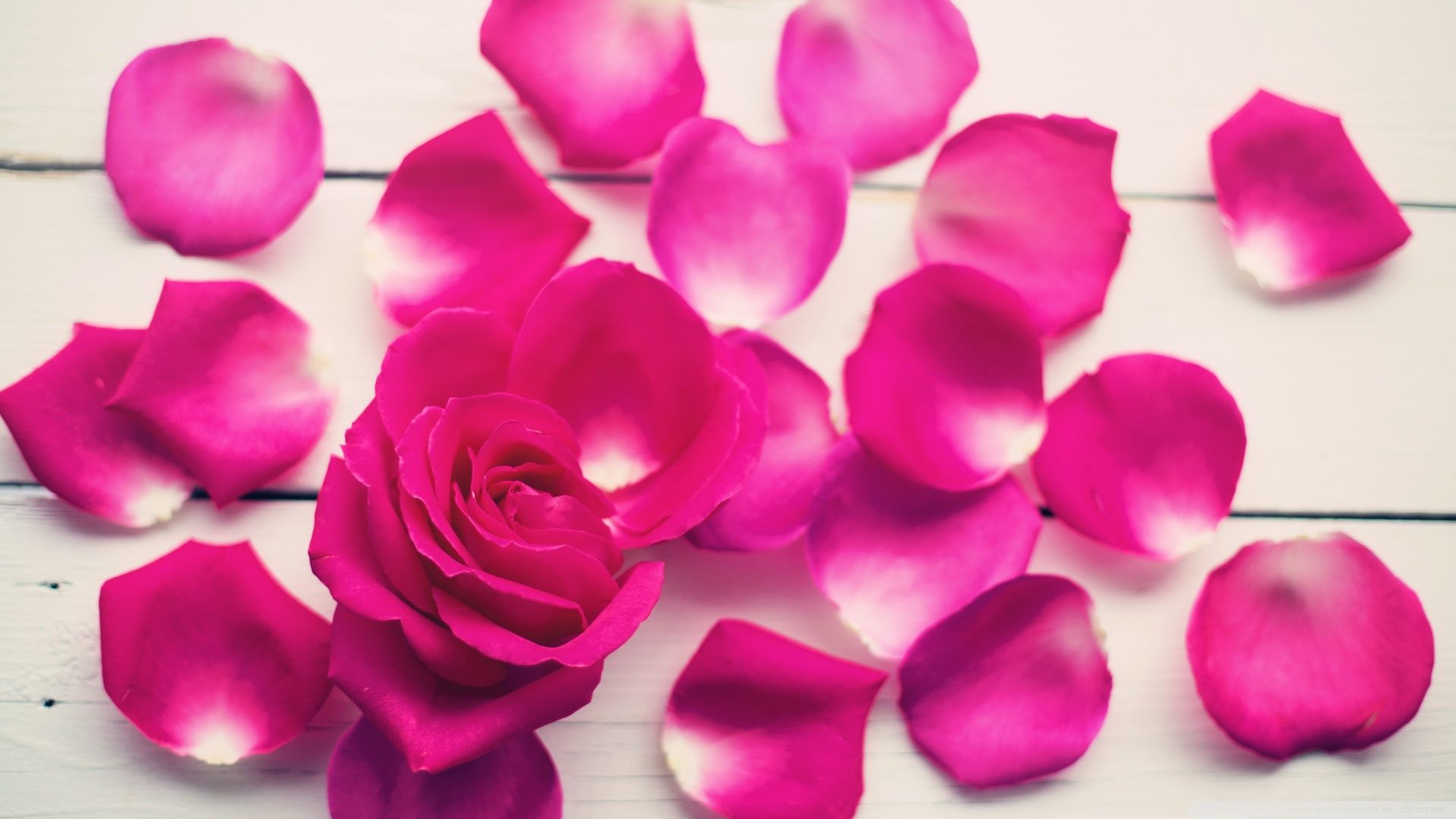 Rose Petals Wallpapers Wallpaper Cave