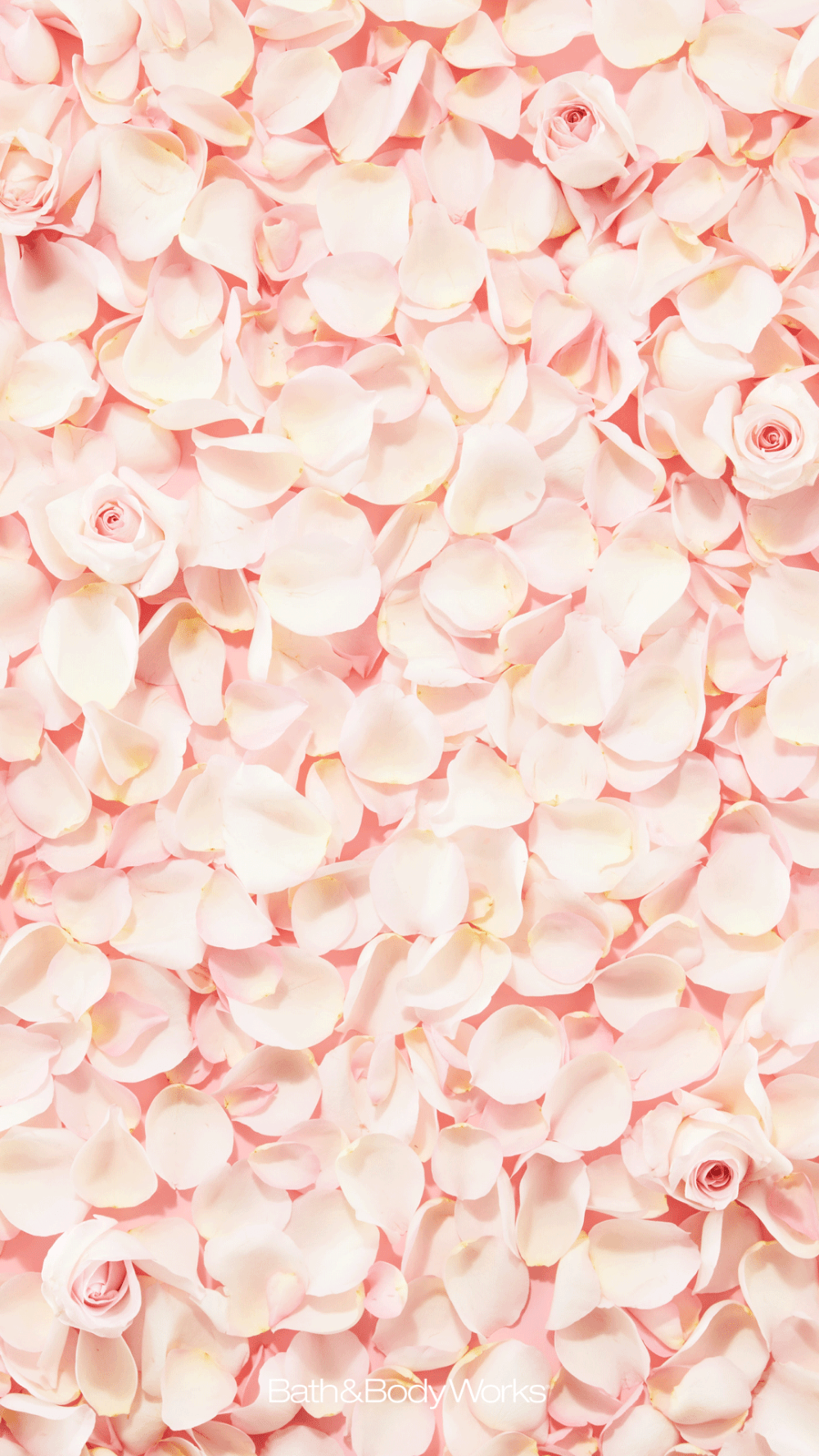 Rose Petals Wallpapers Wallpaper Cave