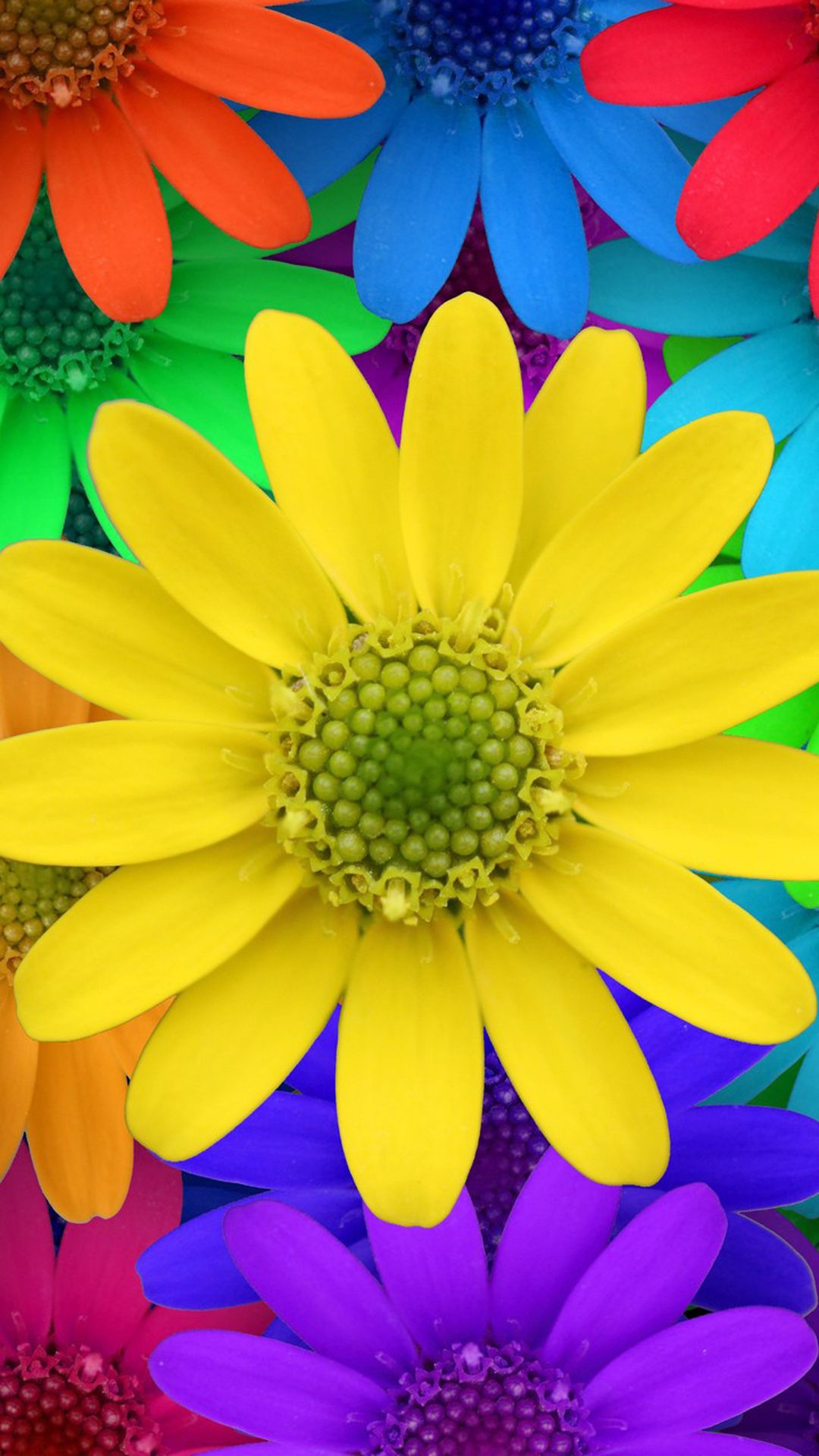 Colourful Flower Mobile Wallpapers Wallpaper Cave