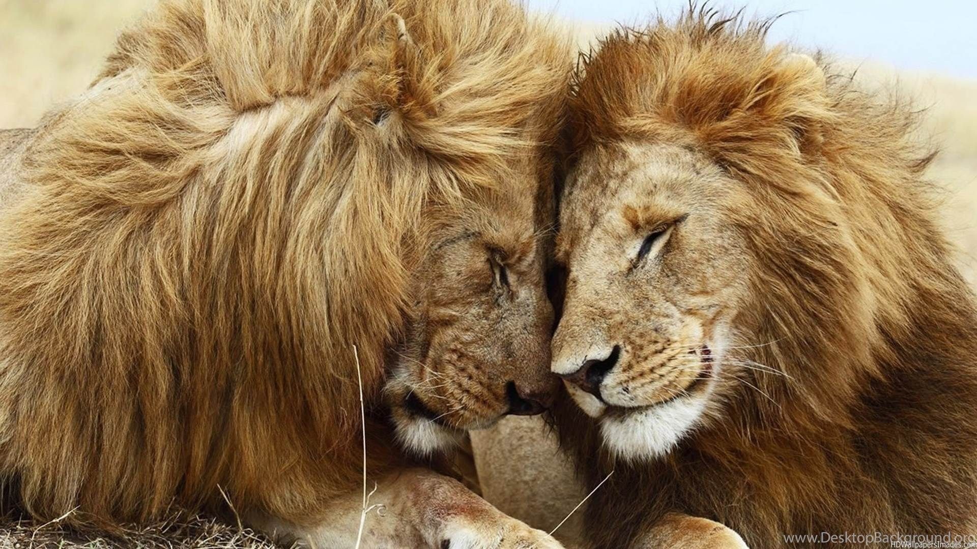 Cute Lion Wallpapers Wallpaper Cave