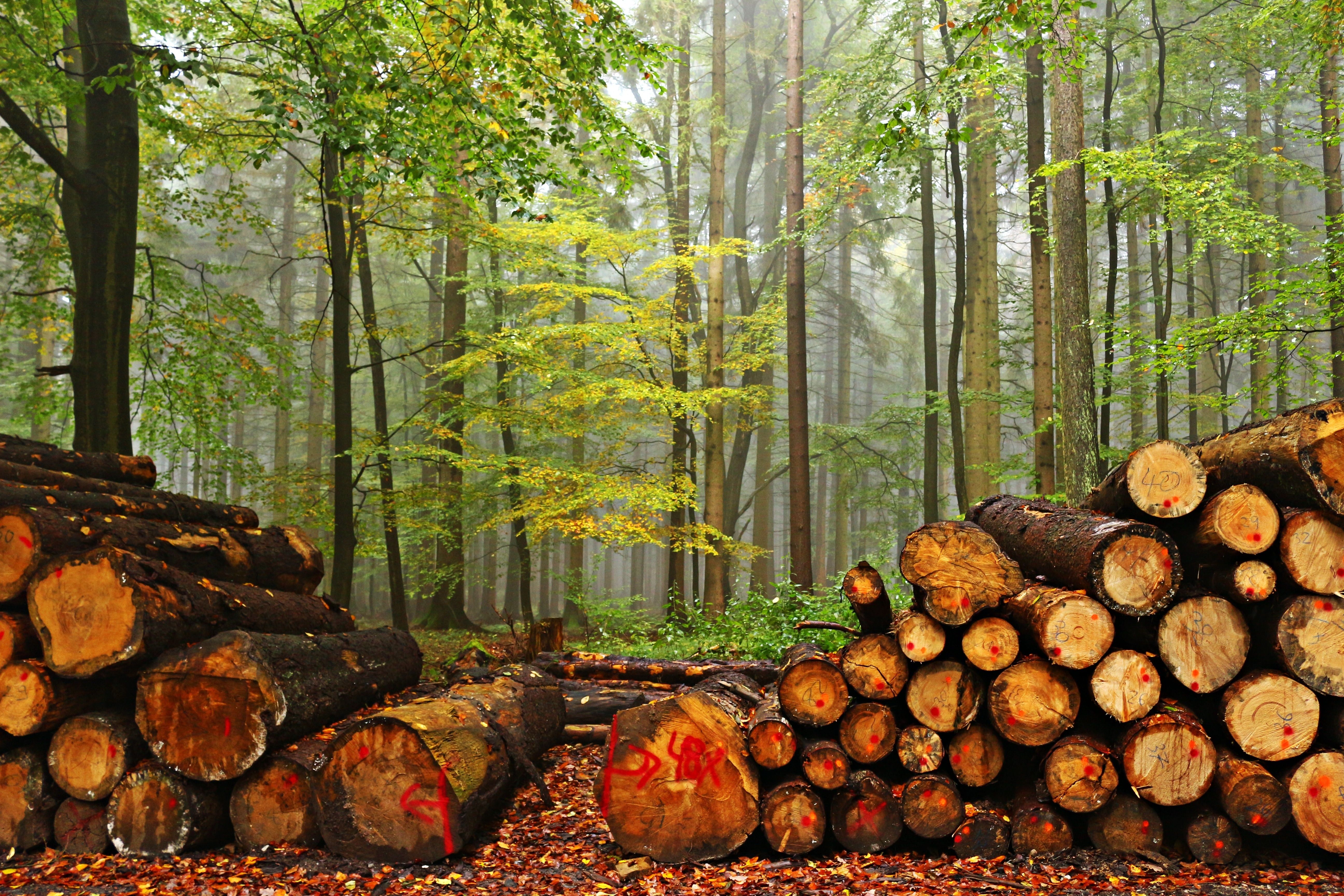 Wood Logs Wallpapers Wallpaper Cave