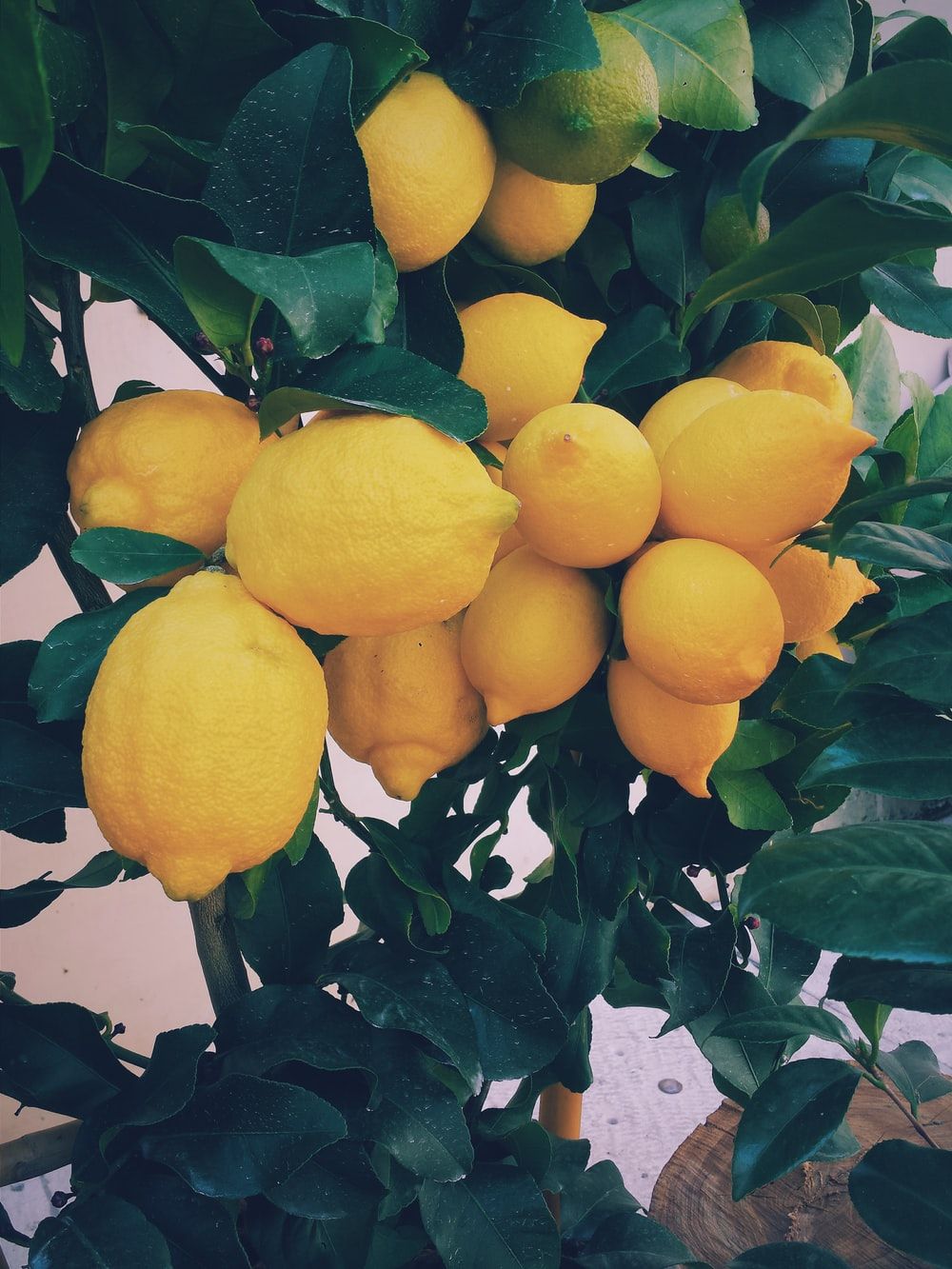Aesthetic Lemon Wallpapers Wallpaper Cave