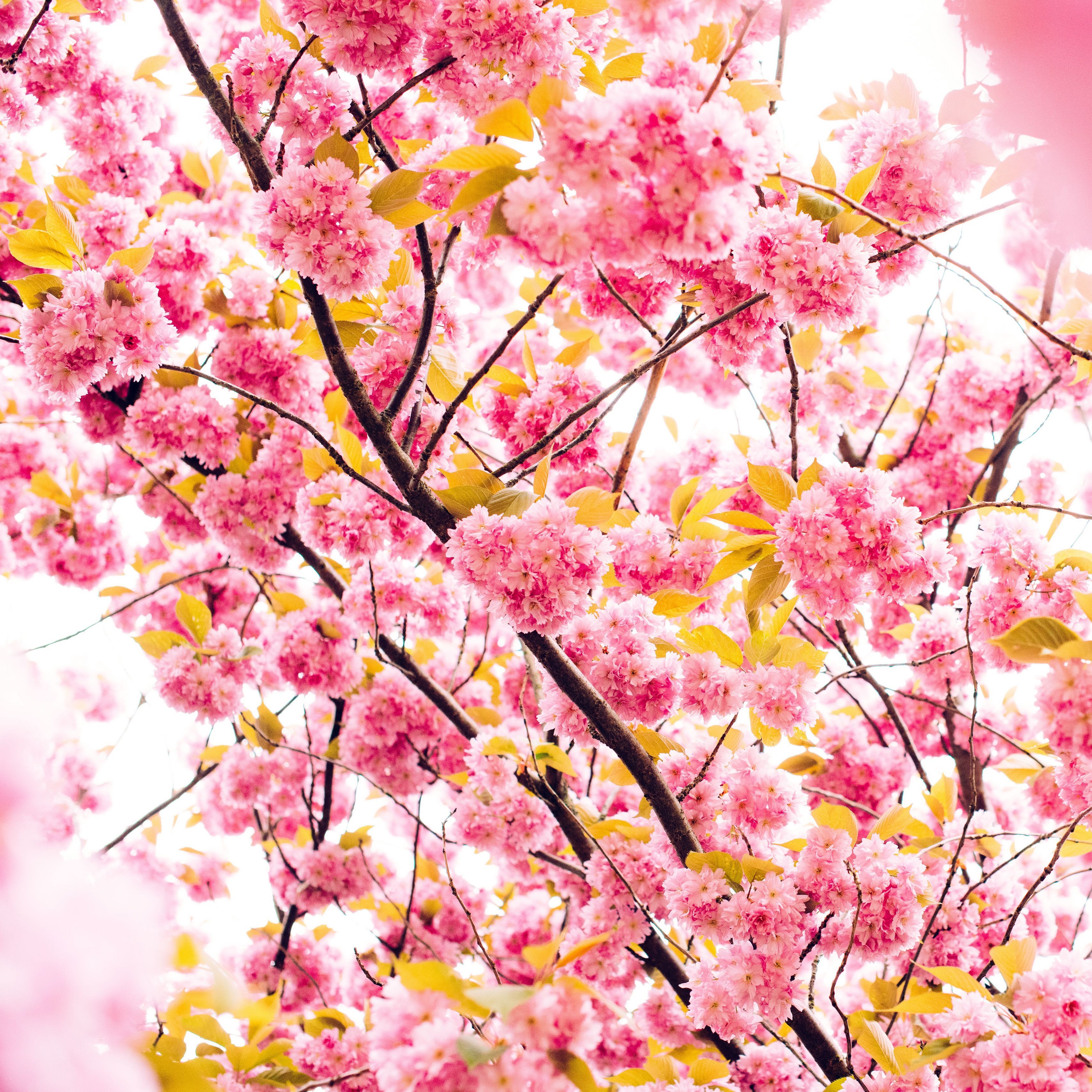 Flower Tree Wallpapers Wallpaper Cave