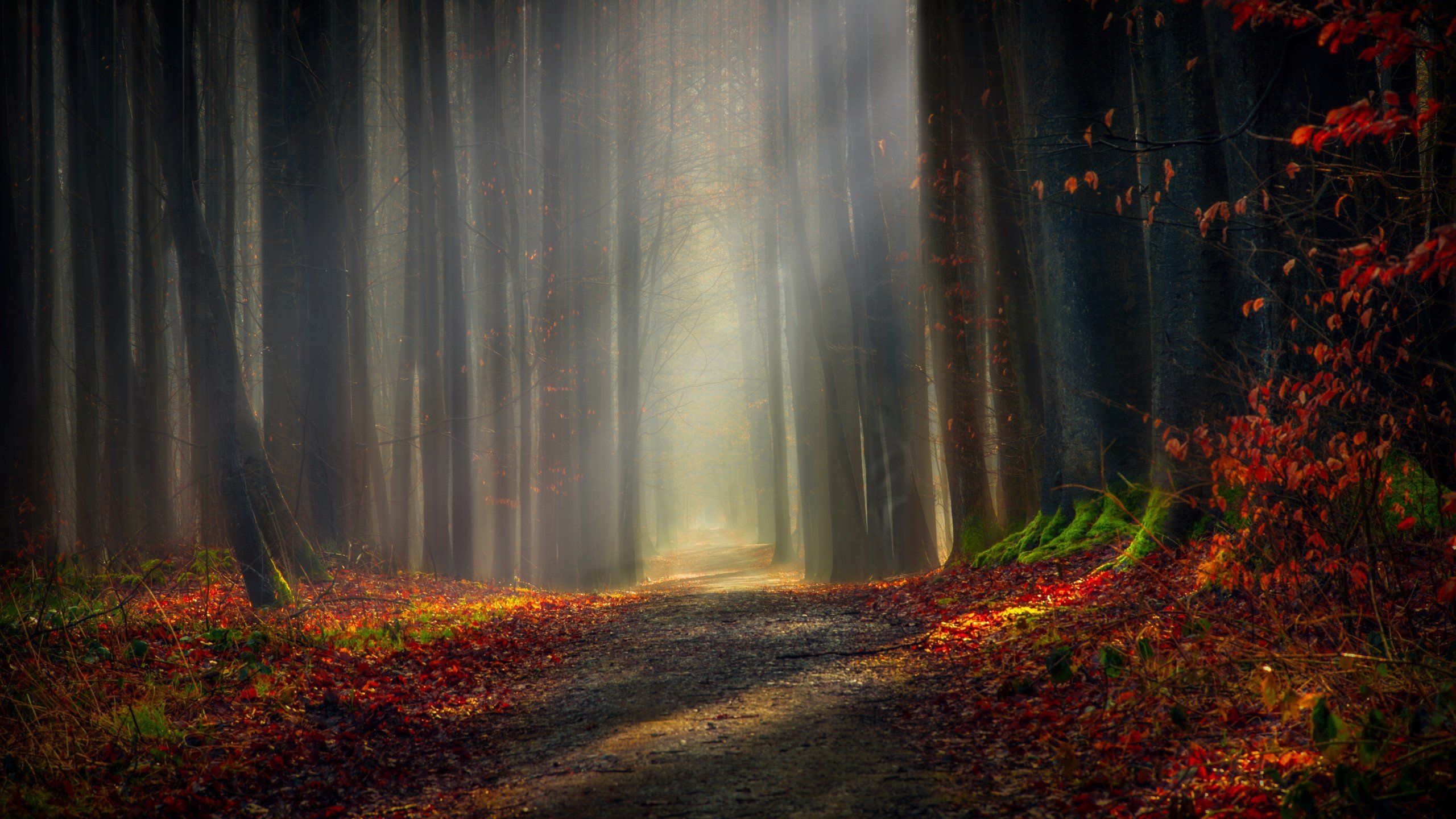 Autumn 2560x1440 Wallpapers Wallpaper Cave