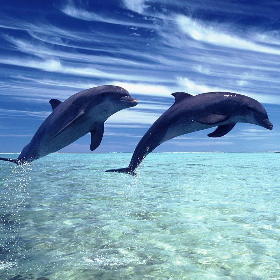 Baby Dolphins Wallpapers Wallpaper Cave