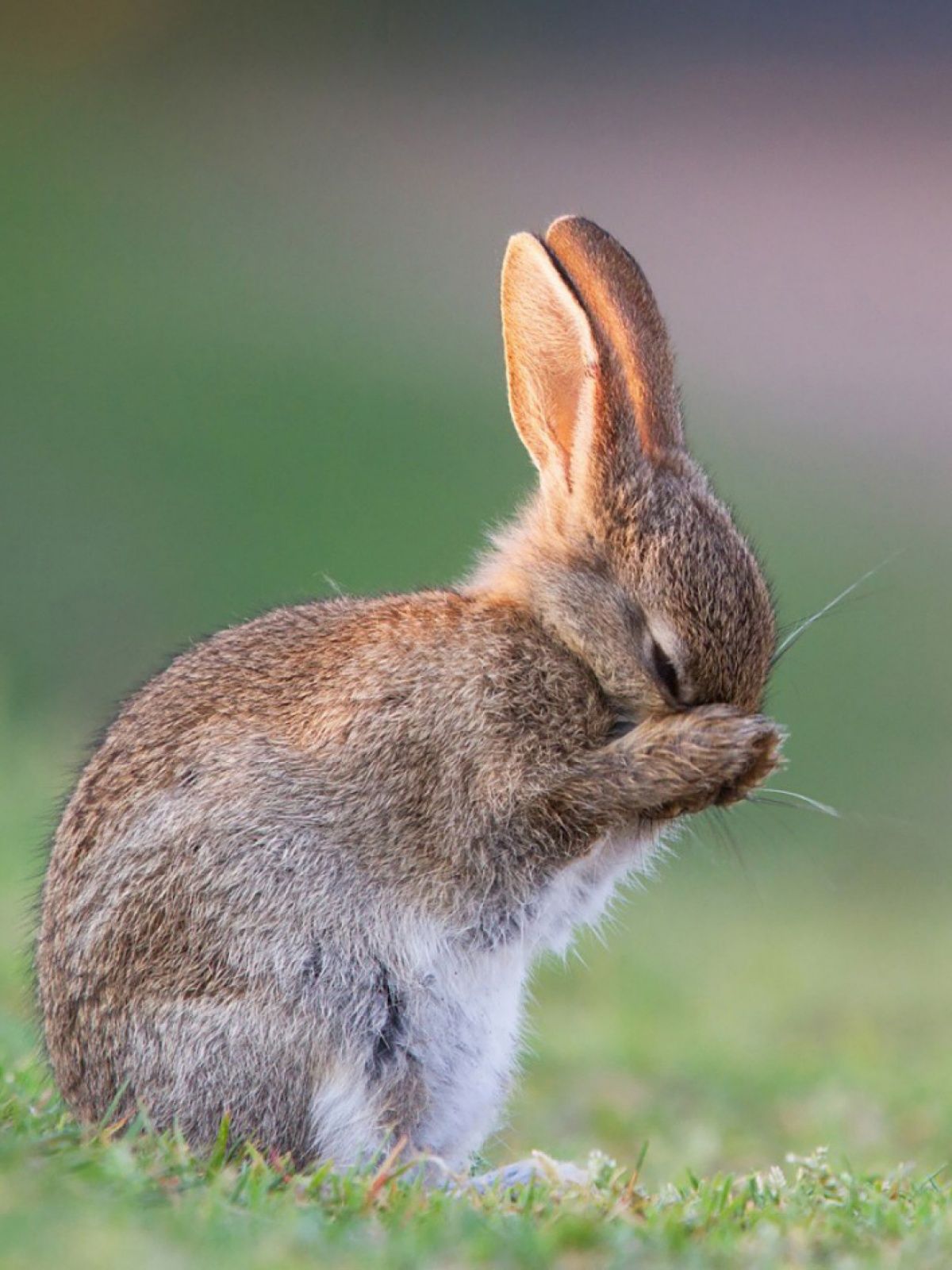 Phone Rabbit Wallpapers Wallpaper Cave