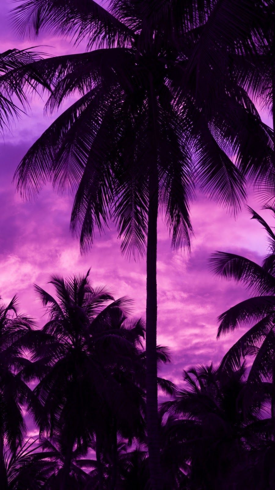 Purple Palm Trees HD Wallpapers Wallpaper Cave