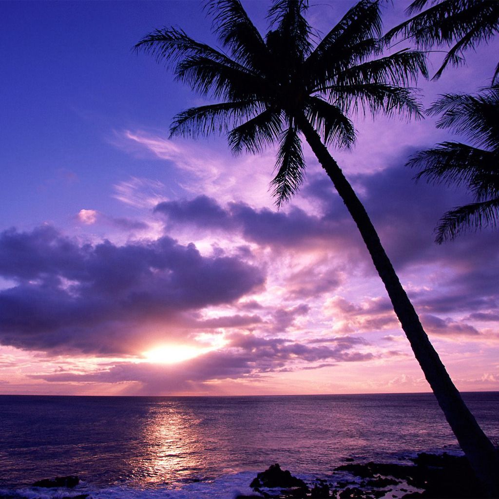 Purple Palm Trees HD Wallpapers Wallpaper Cave