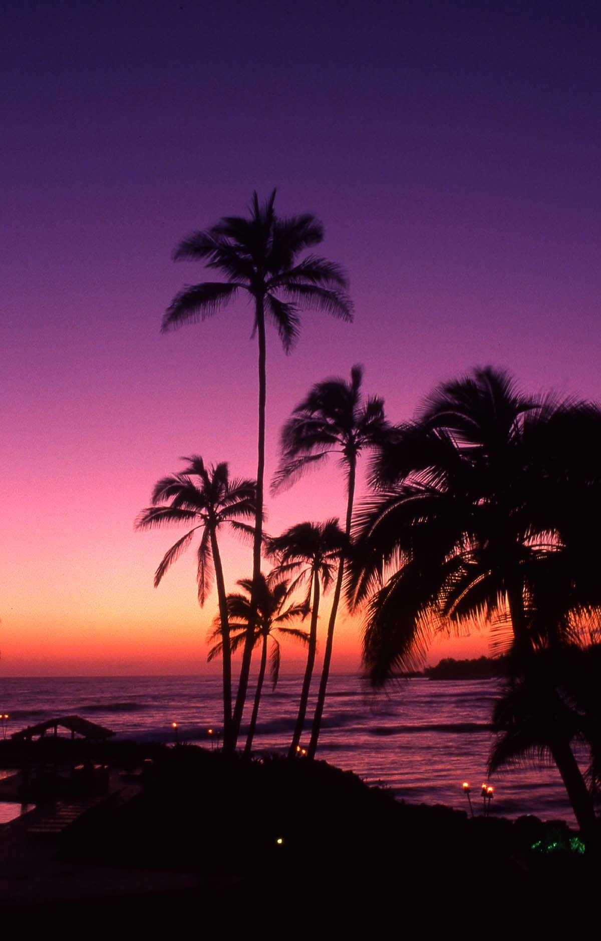 Purple Palm Trees HD Wallpapers Wallpaper Cave