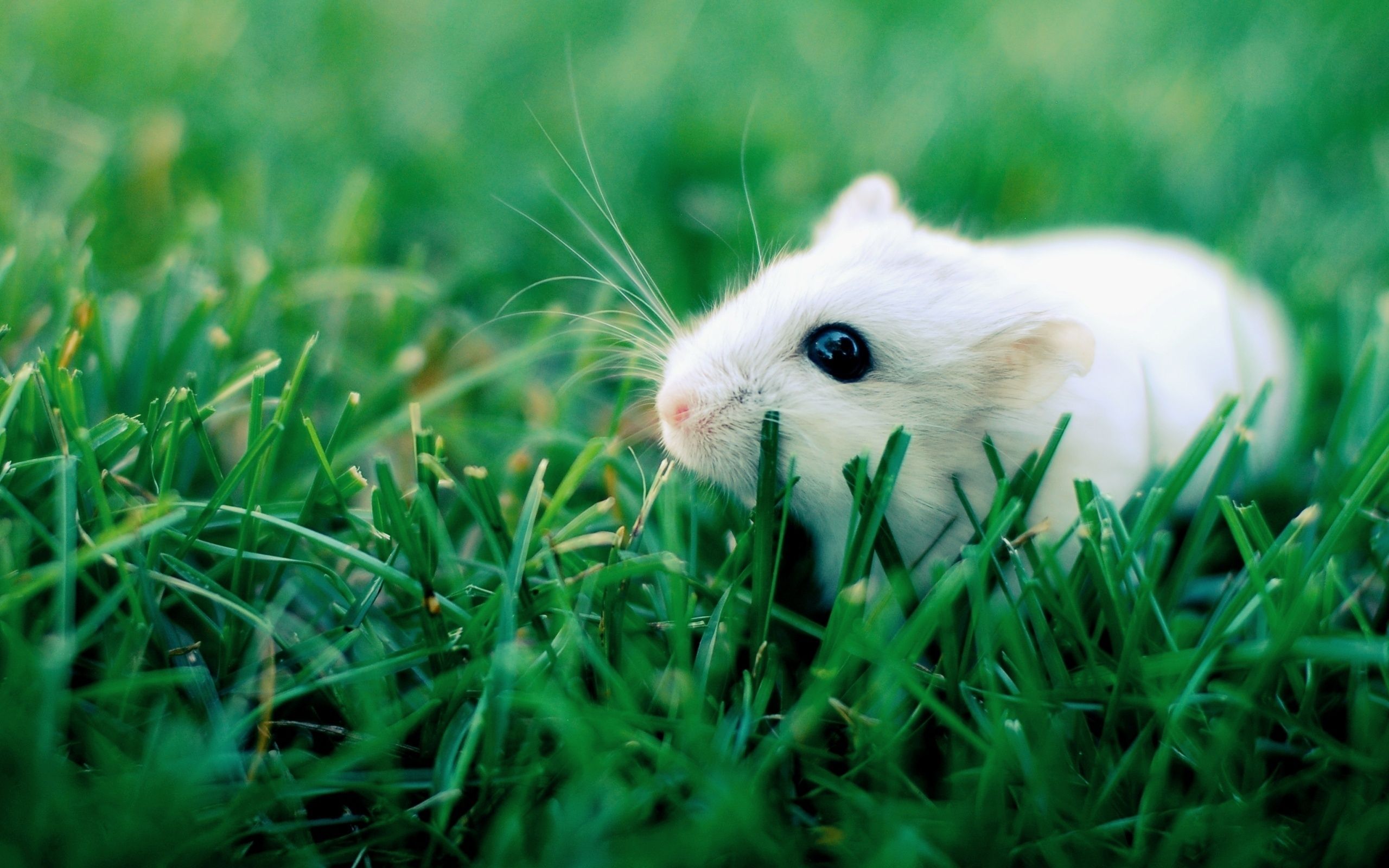 Cute Rat Wallpapers Wallpaper Cave