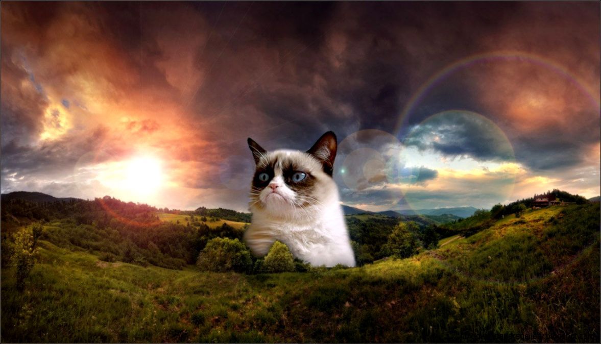 Ugly Cats Wallpapers Wallpaper Cave