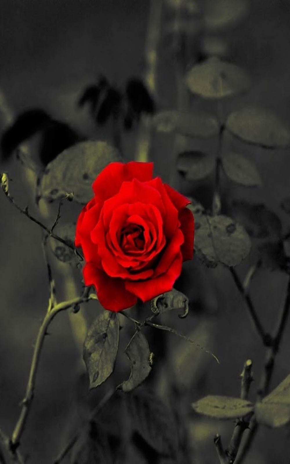 Red Rose Mobile Wallpapers Wallpaper Cave