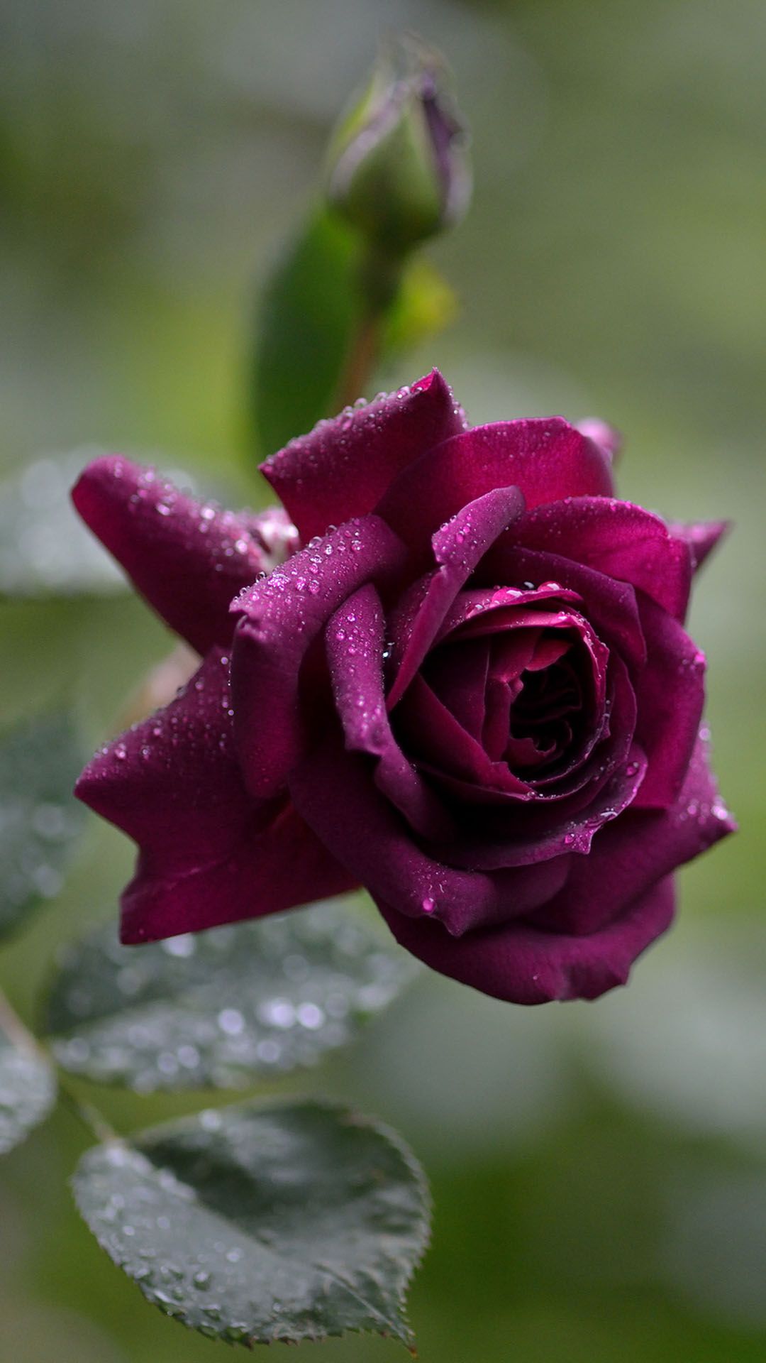 HD Rose Mobile Wallpapers Wallpaper Cave