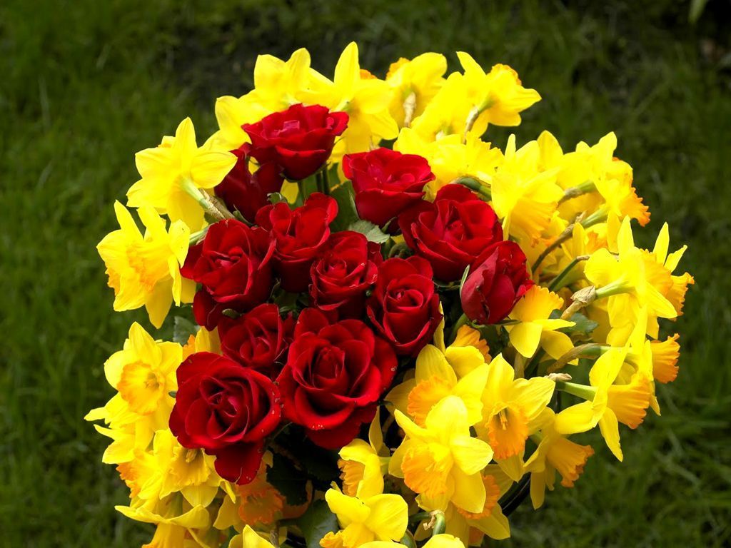 Red And Yellow Roses Flowers HD Wallpapers Wallpaper Cave