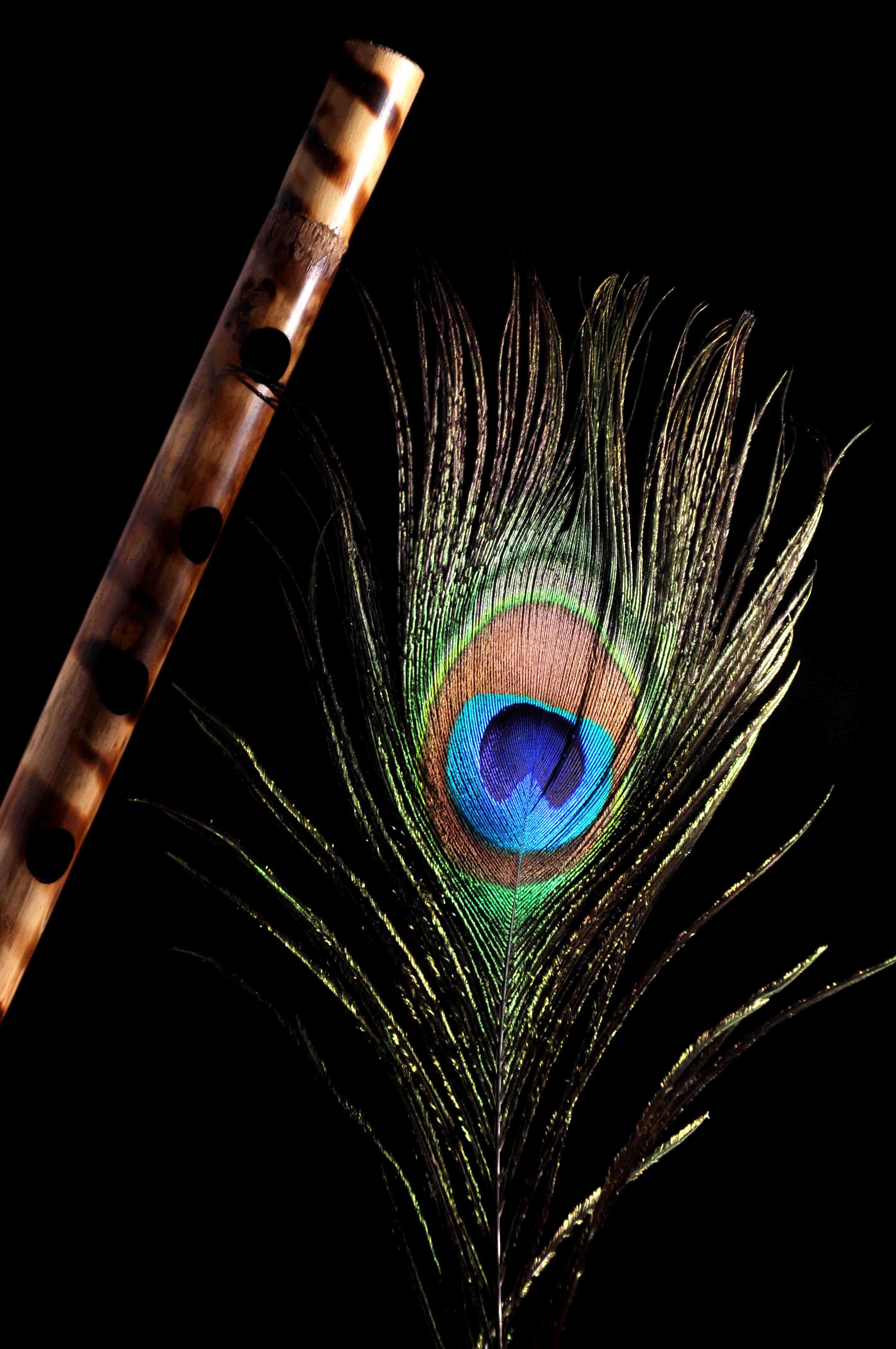 Wallpaper Iphone Peacock Feather Krishna Denki Wallpaper